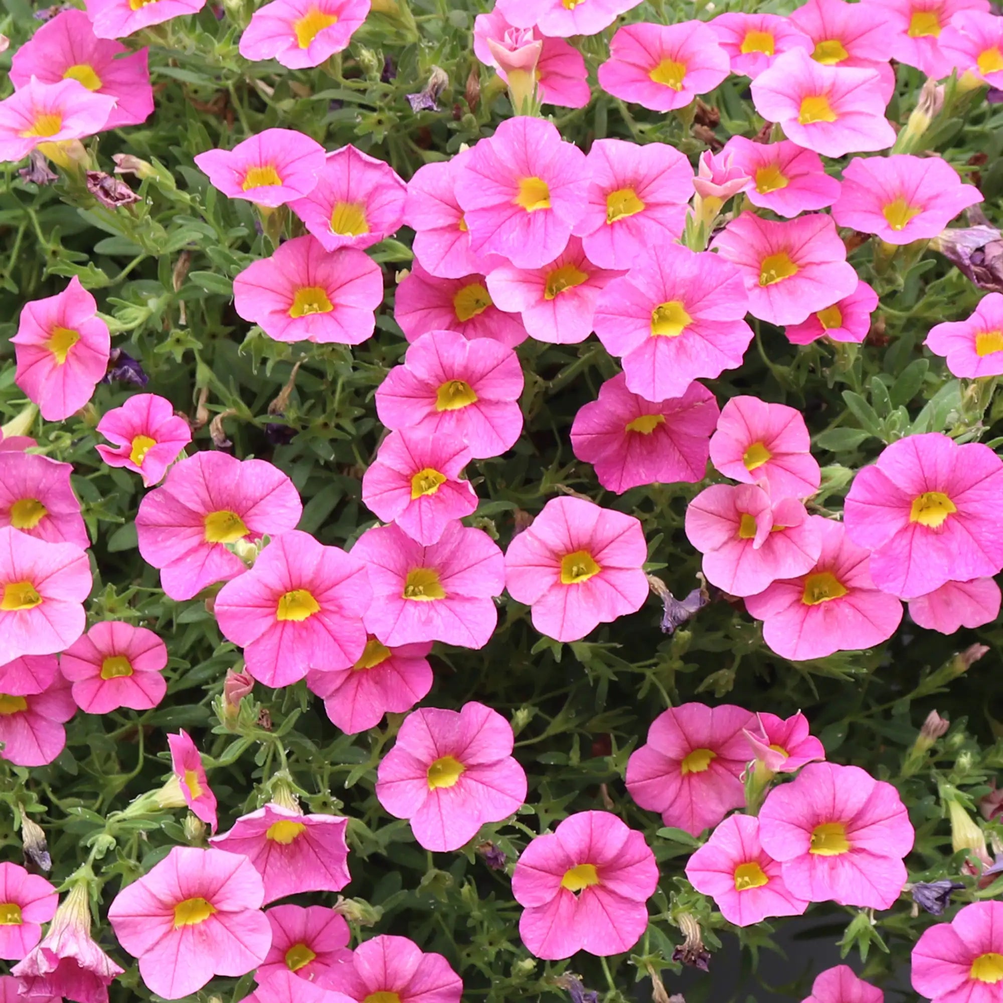 Calibrachoa 'Cabaret® Light Pink'