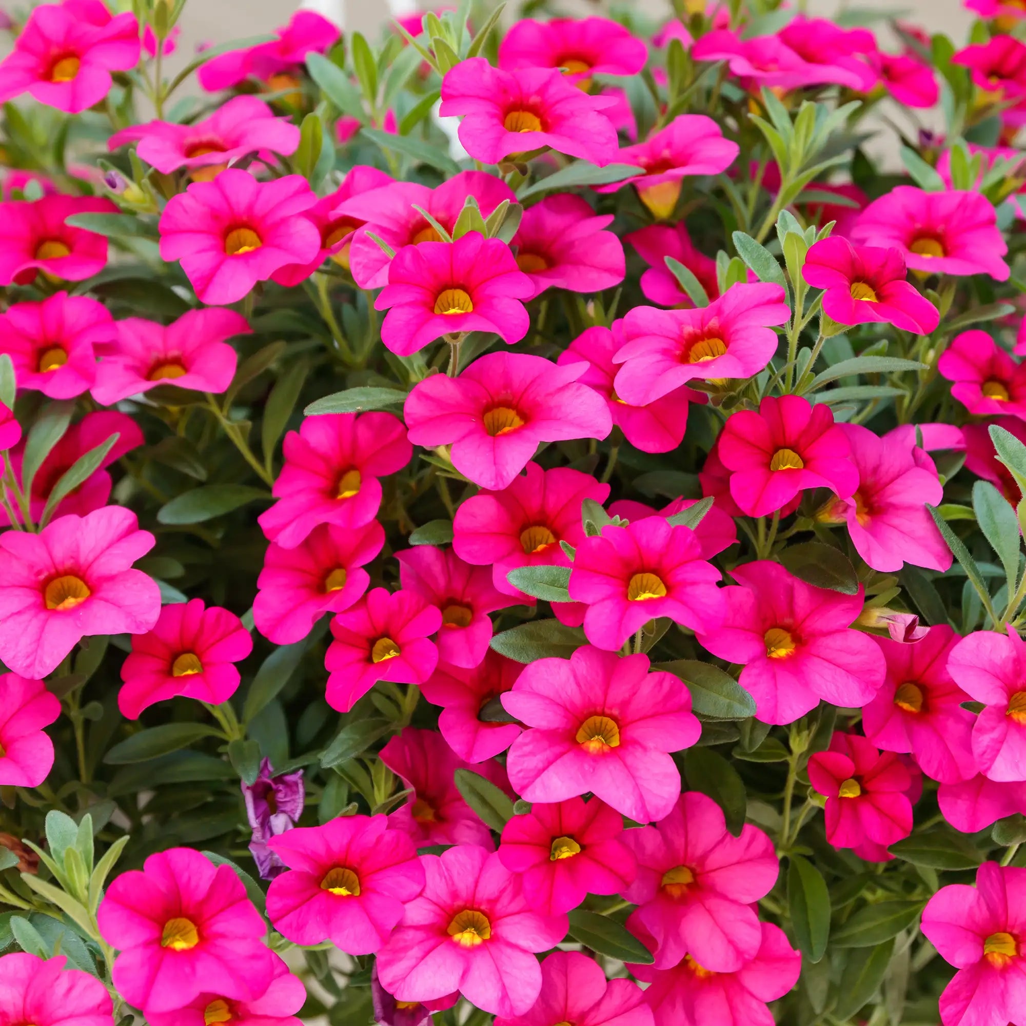 Calibrachoa 'Cabaret® Pink'