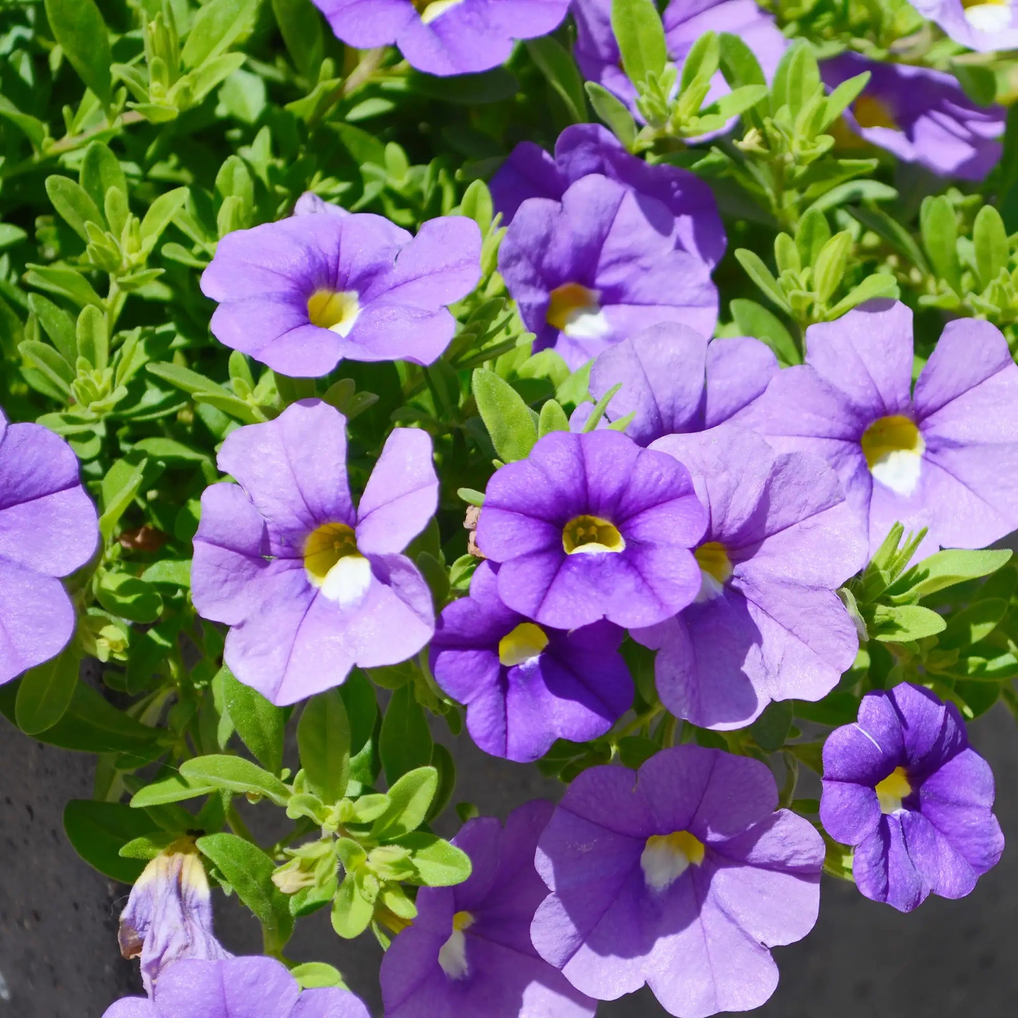 Calibrachoa 'Cabaret® Sky Blue'