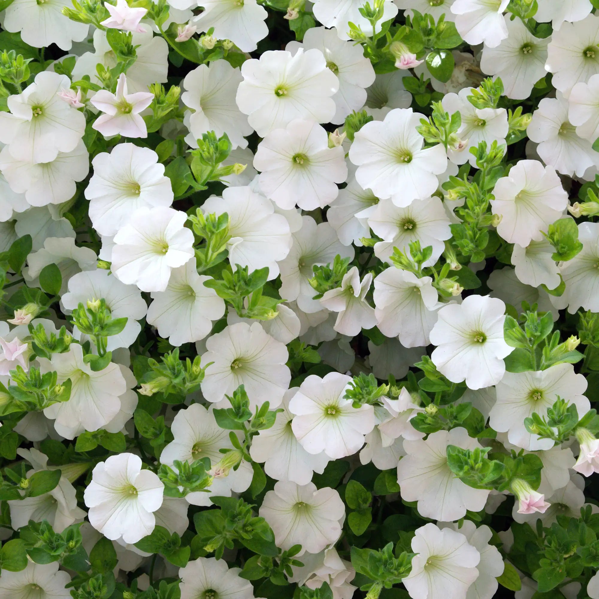 Calibrachoa 'Cabaret® White'