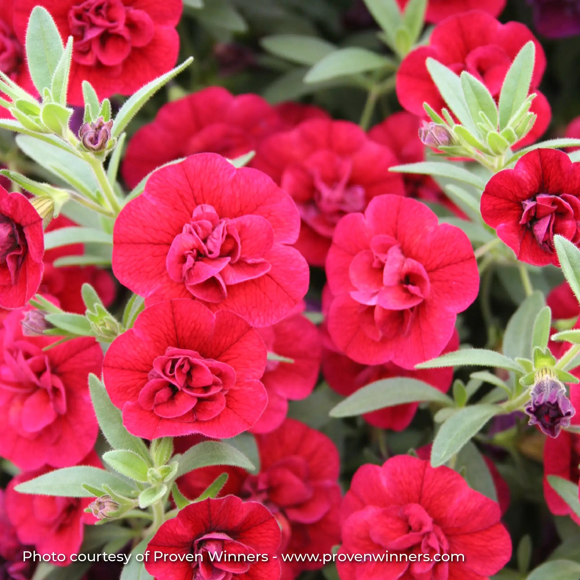 Calibrachoa 'Superbells® Double Ruby'