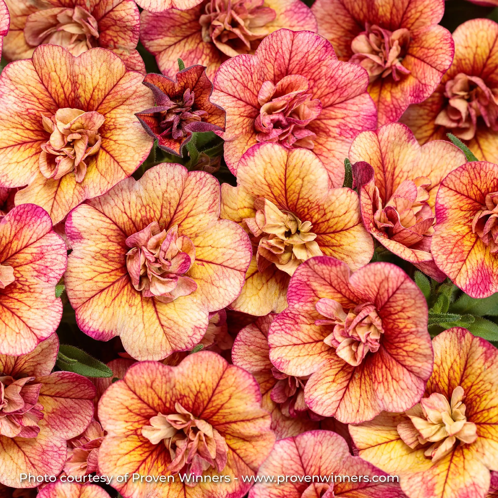 Calibrachoa 'Superbells® Double Vintage Coral™'
