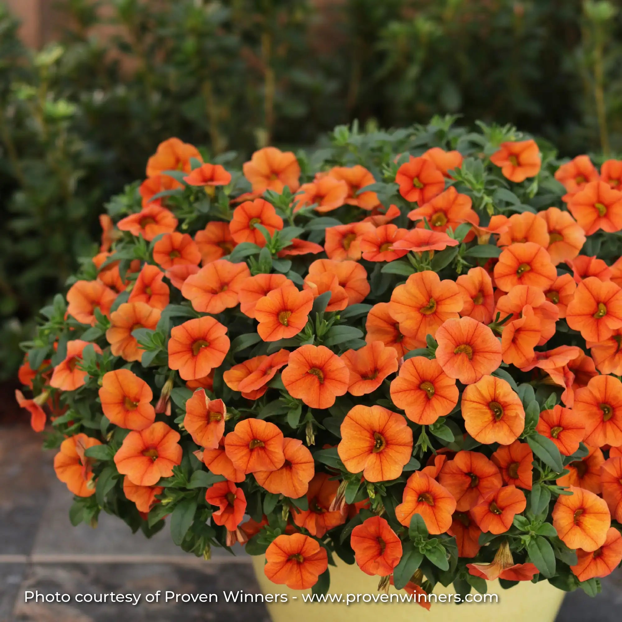 Calibrachoa 'Superbells® Dreamsicle®'