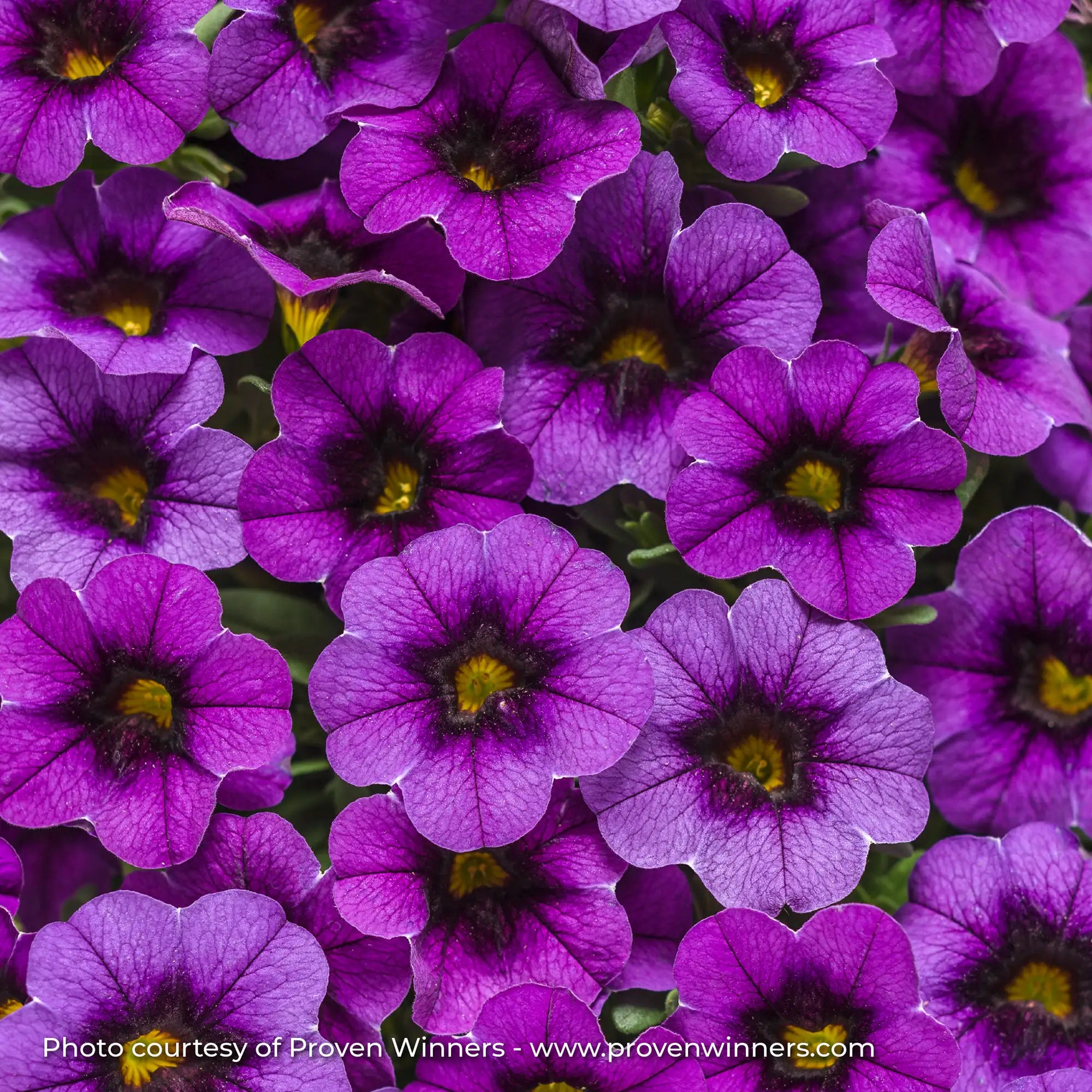 Calibrachoa 'Superbells® Grape Punch™'