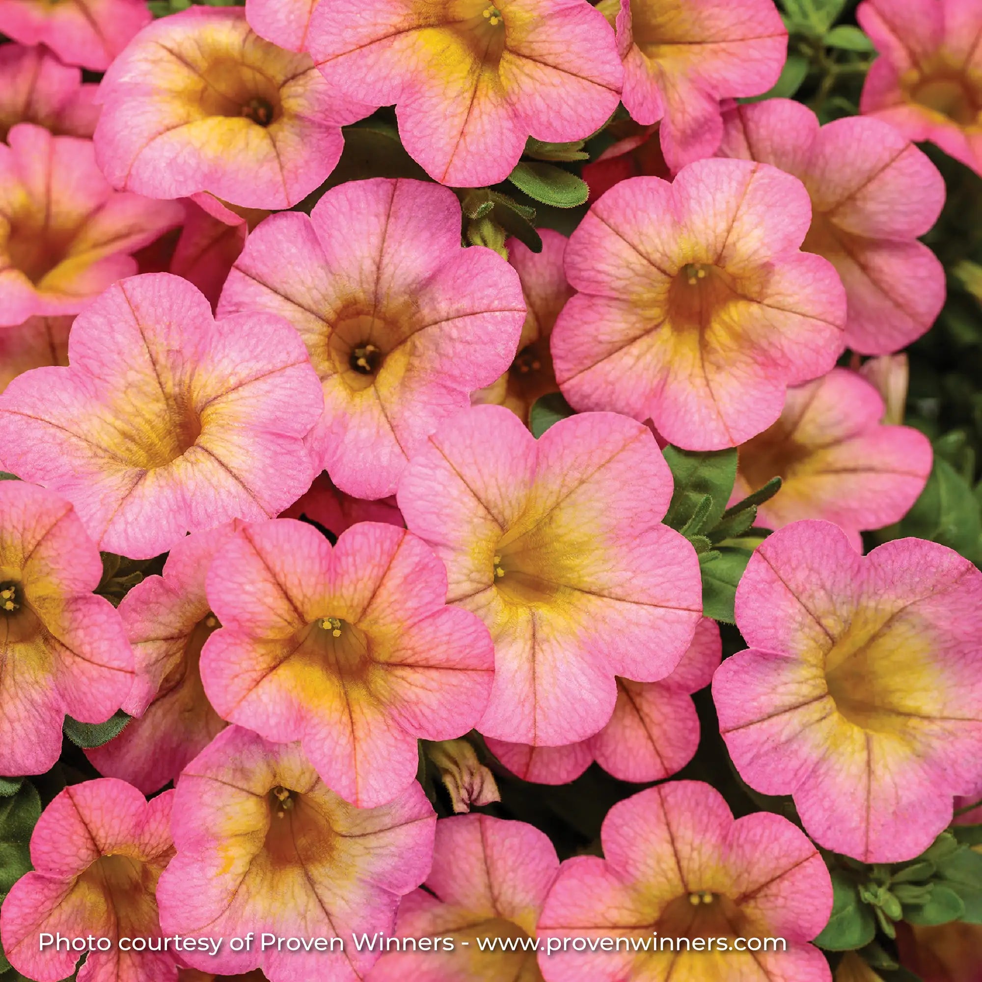 Calibrachoa 'Superbells® Honeyberry™'