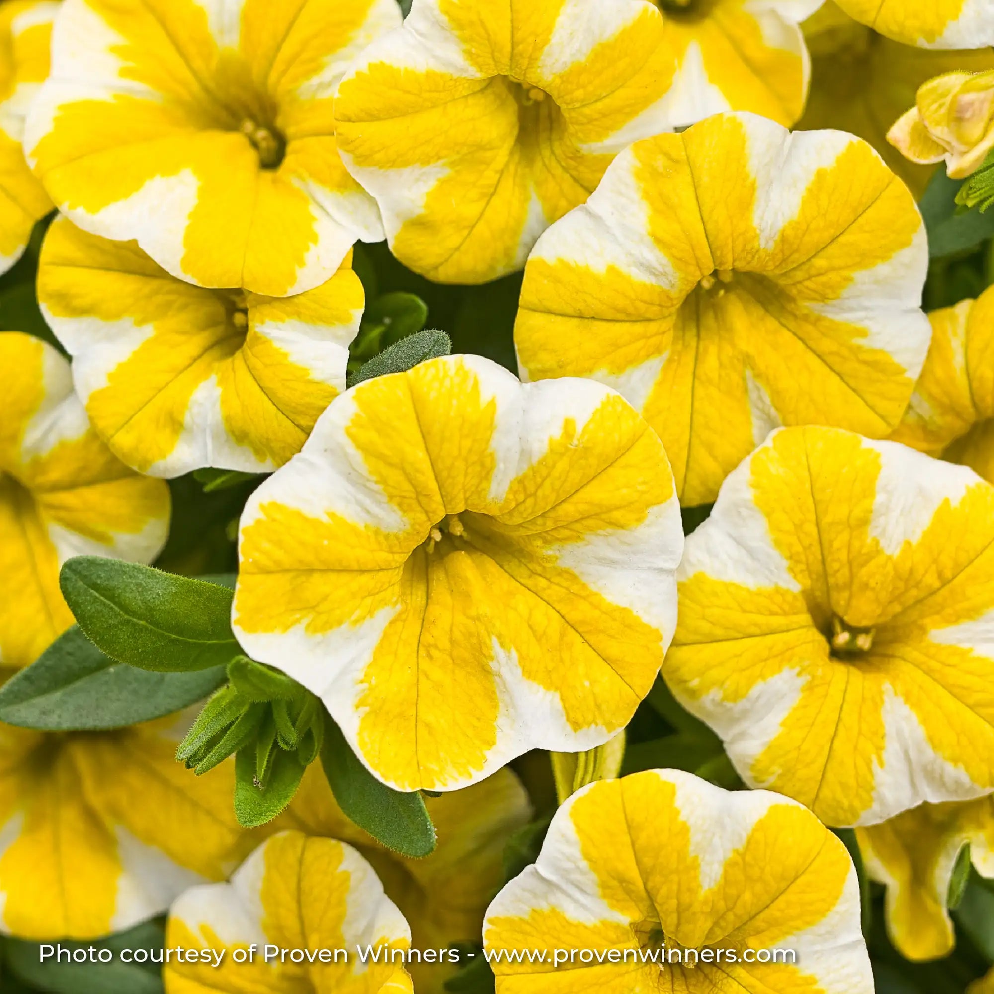 Calibrachoa 'Superbells® Lemon Slice®'