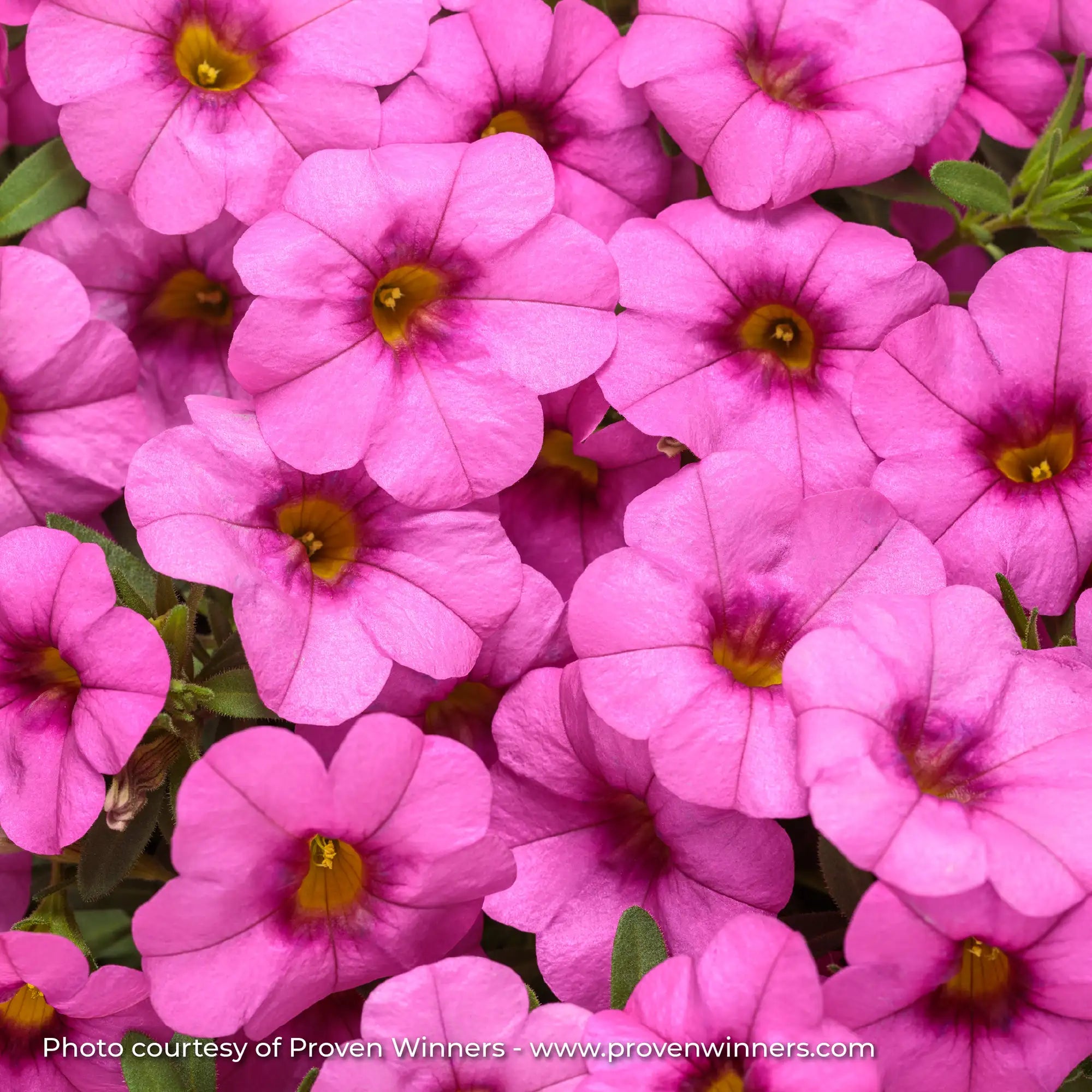 Calibrachoa 'Superbells® Pink'