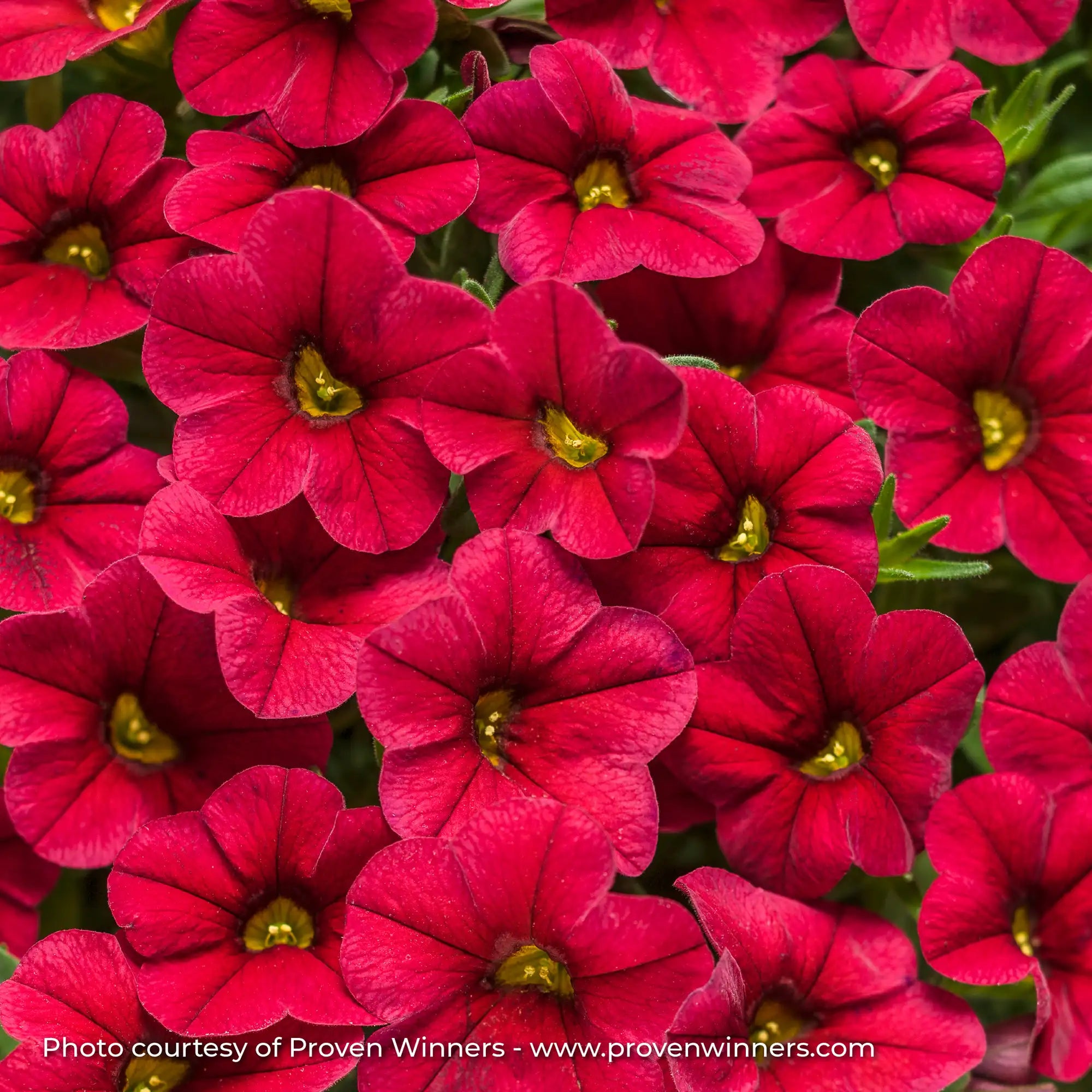 Calibrachoa 'Superbells® Red'