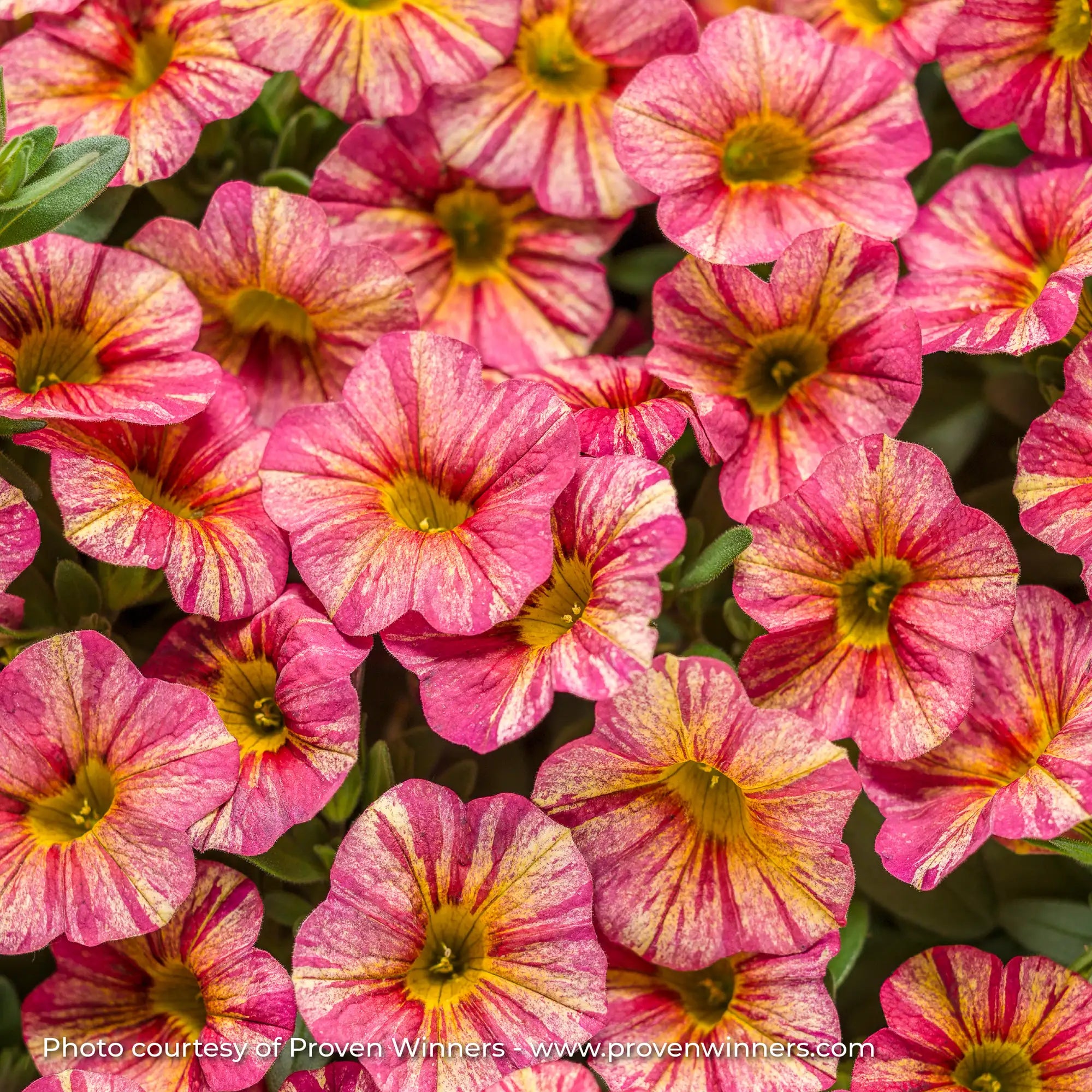 Calibrachoa 'Superbells® Tropical Sunrise'