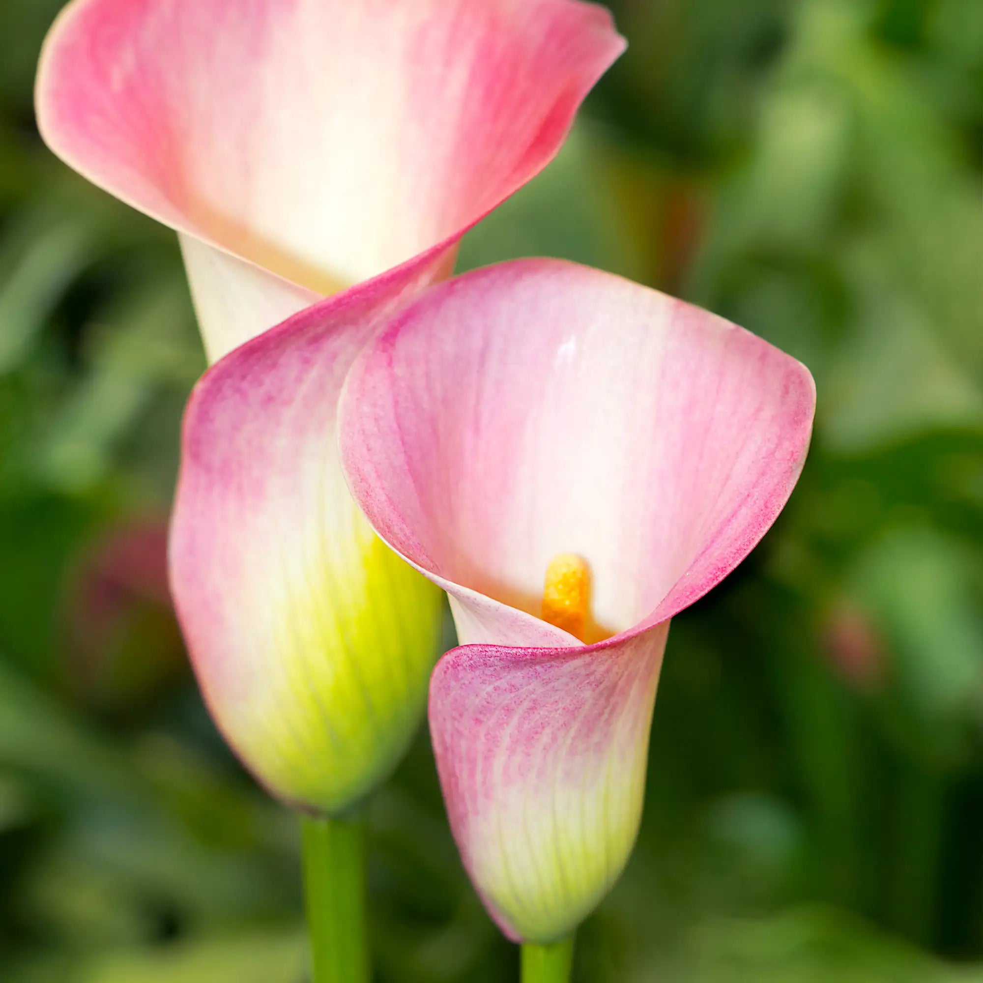 Calla Lily 'Dynasty'