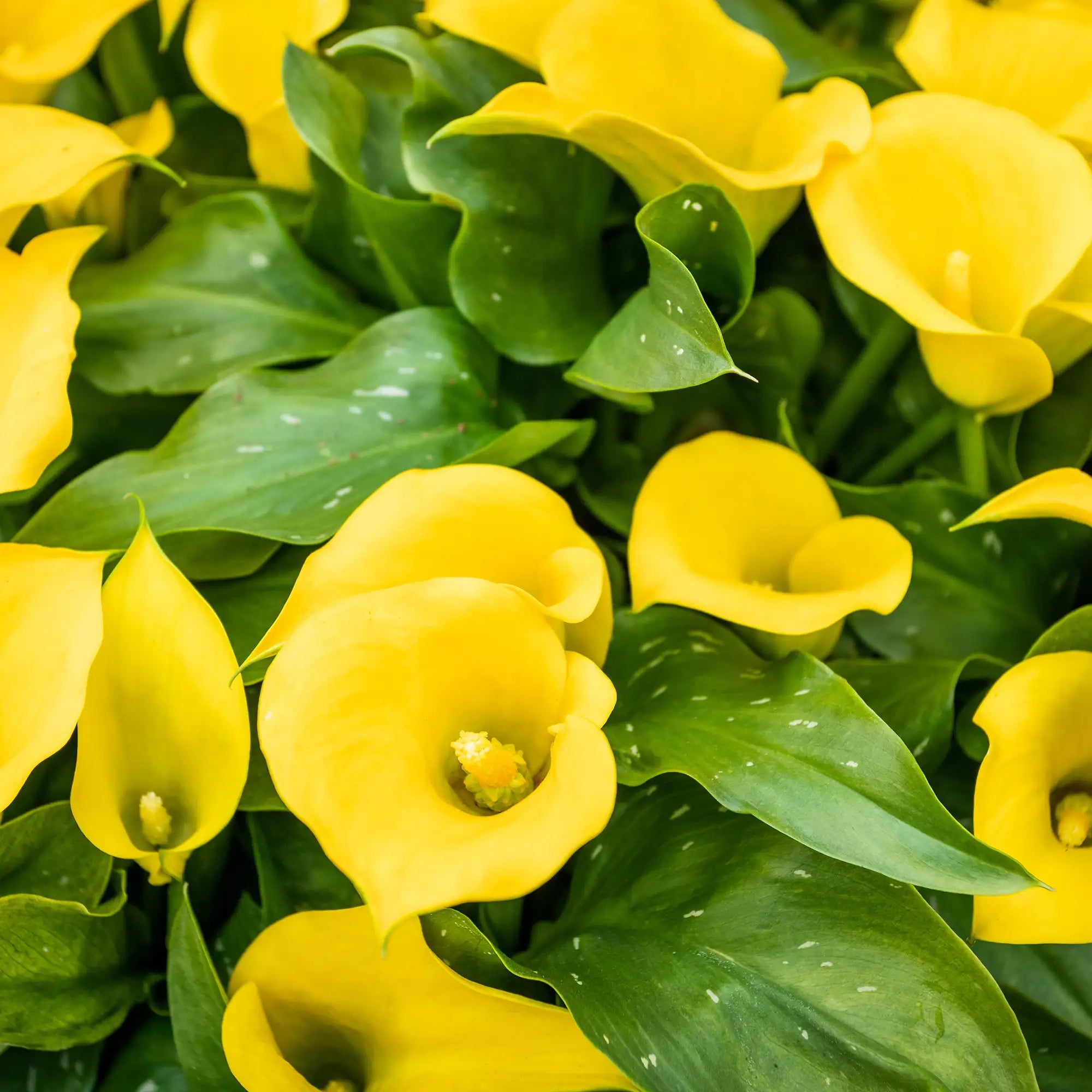 Calla Lily 'Captain Solo'