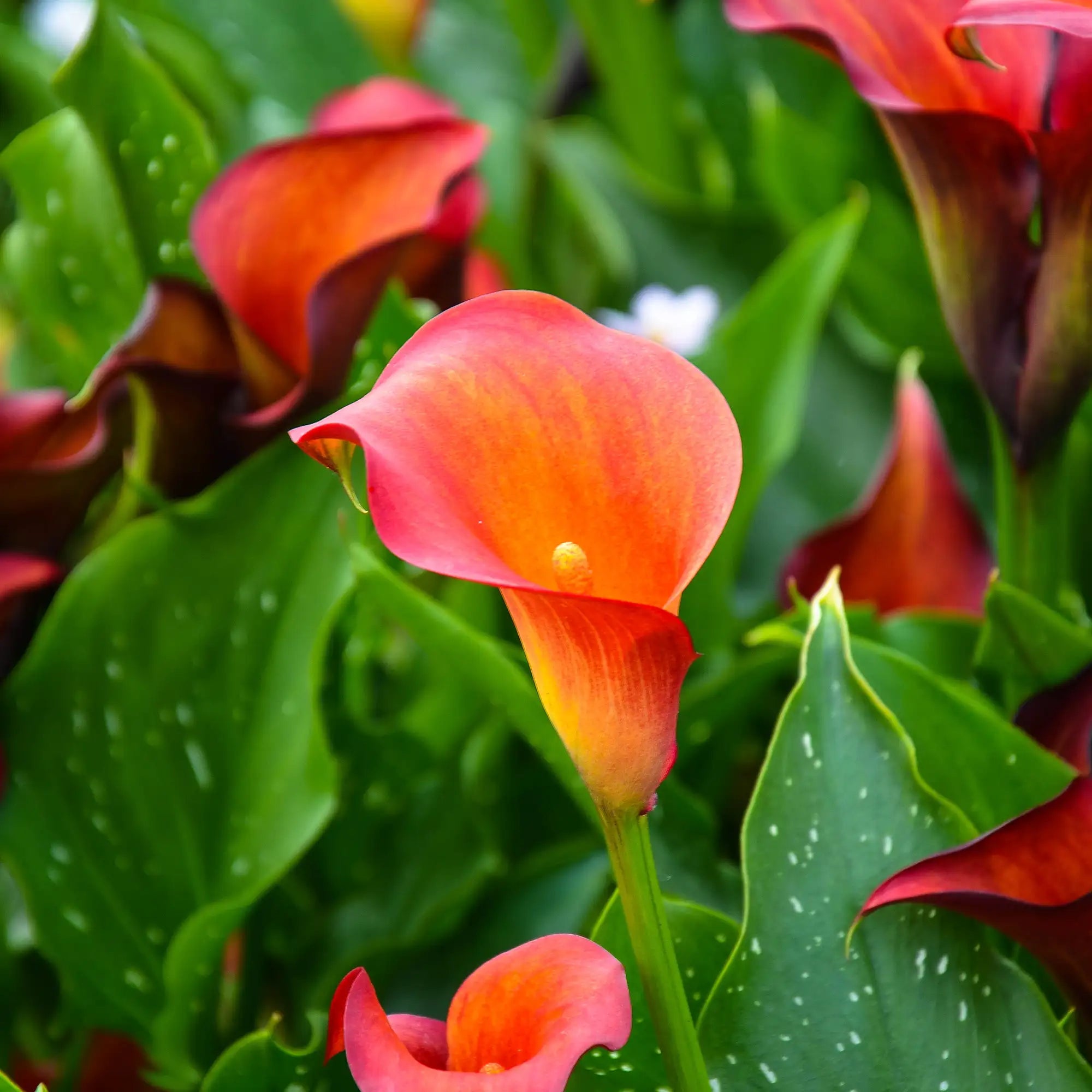 Calla Lily 'Orange Pride'