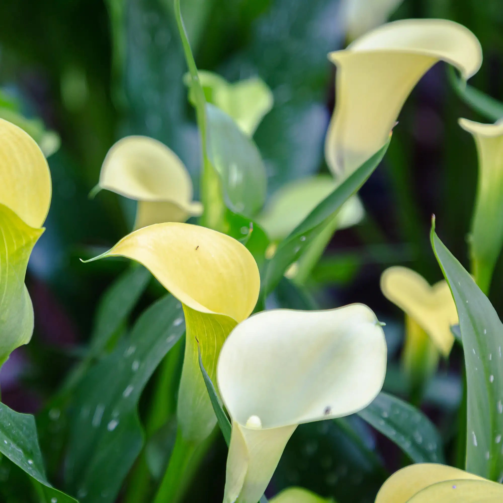 Calla Lily 'Pina Colada'