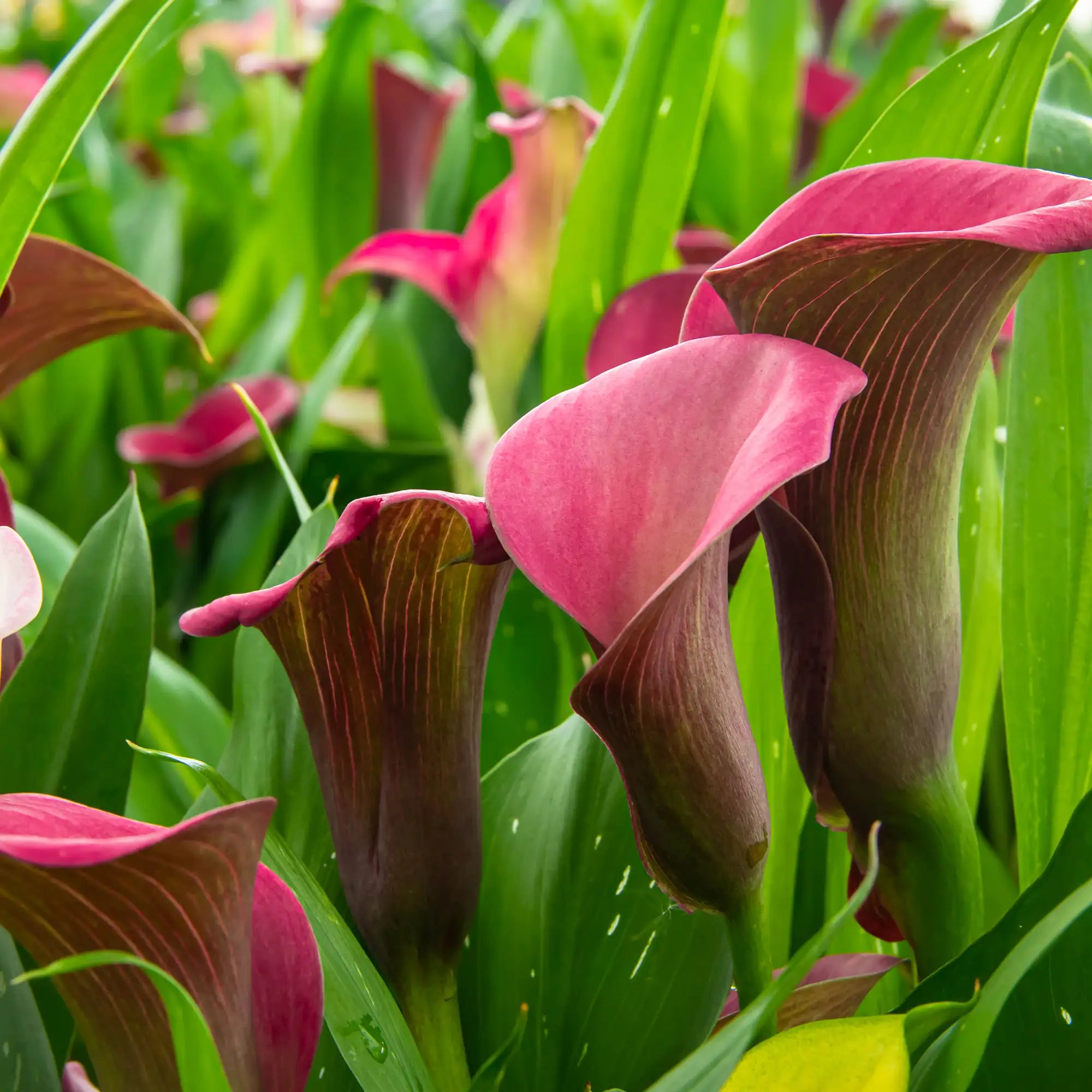Calla Lily 'Zazu®'