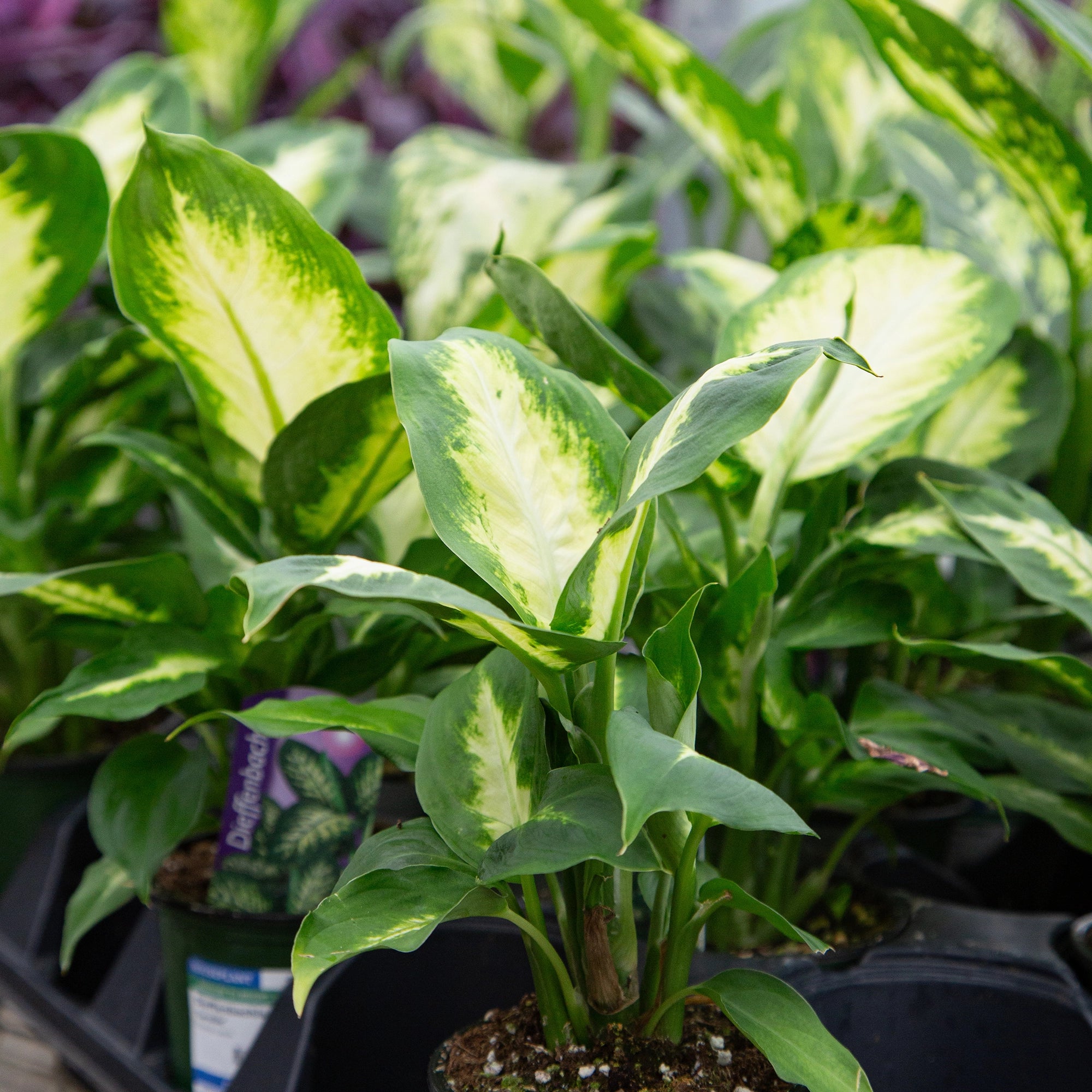 Dumb Cane 'Camille'