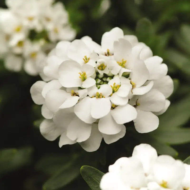 Candytuft 'Alexander's White'