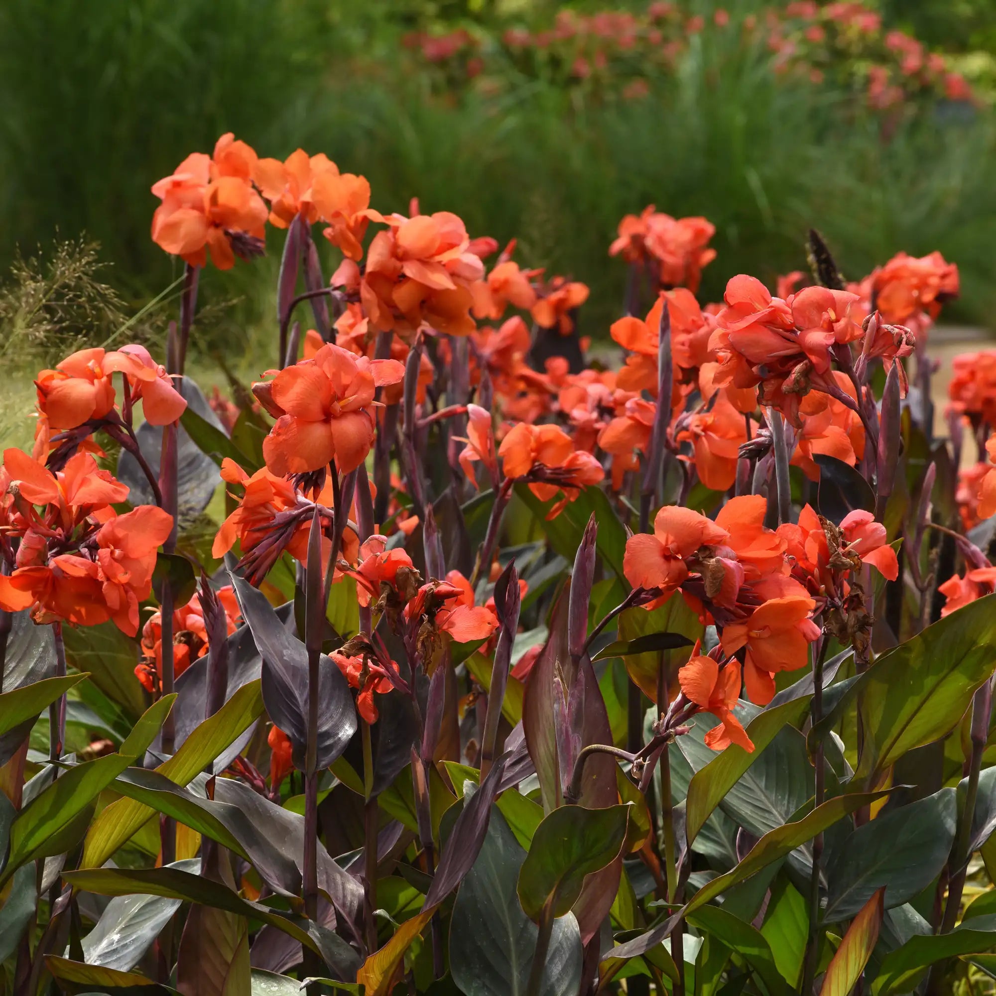 Canna Lily 'Cannova® Bronze Orange'