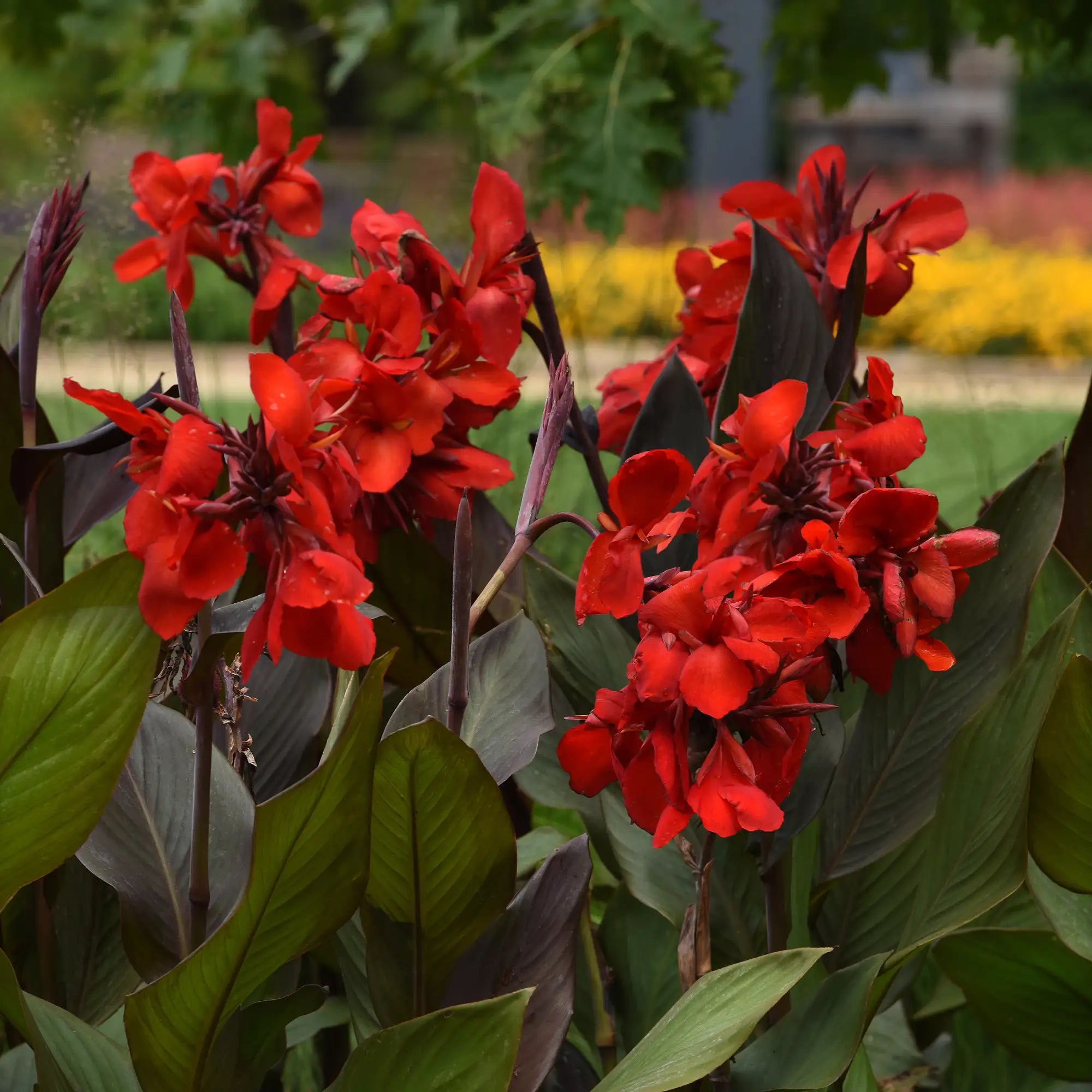 Canna Lily 'Cannova® Bronze Scarlet'
