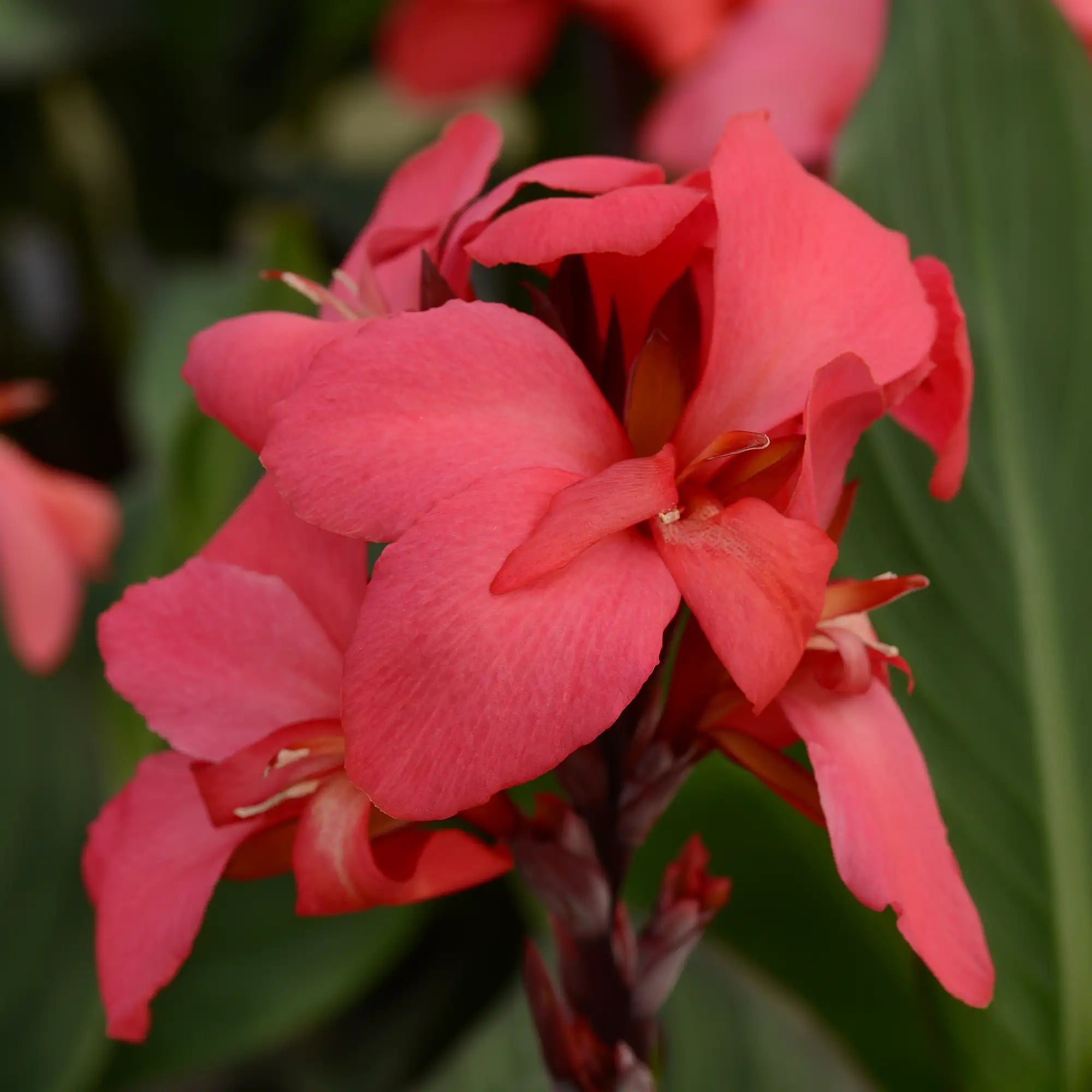 Canna Lily 'Cannova® Rose'