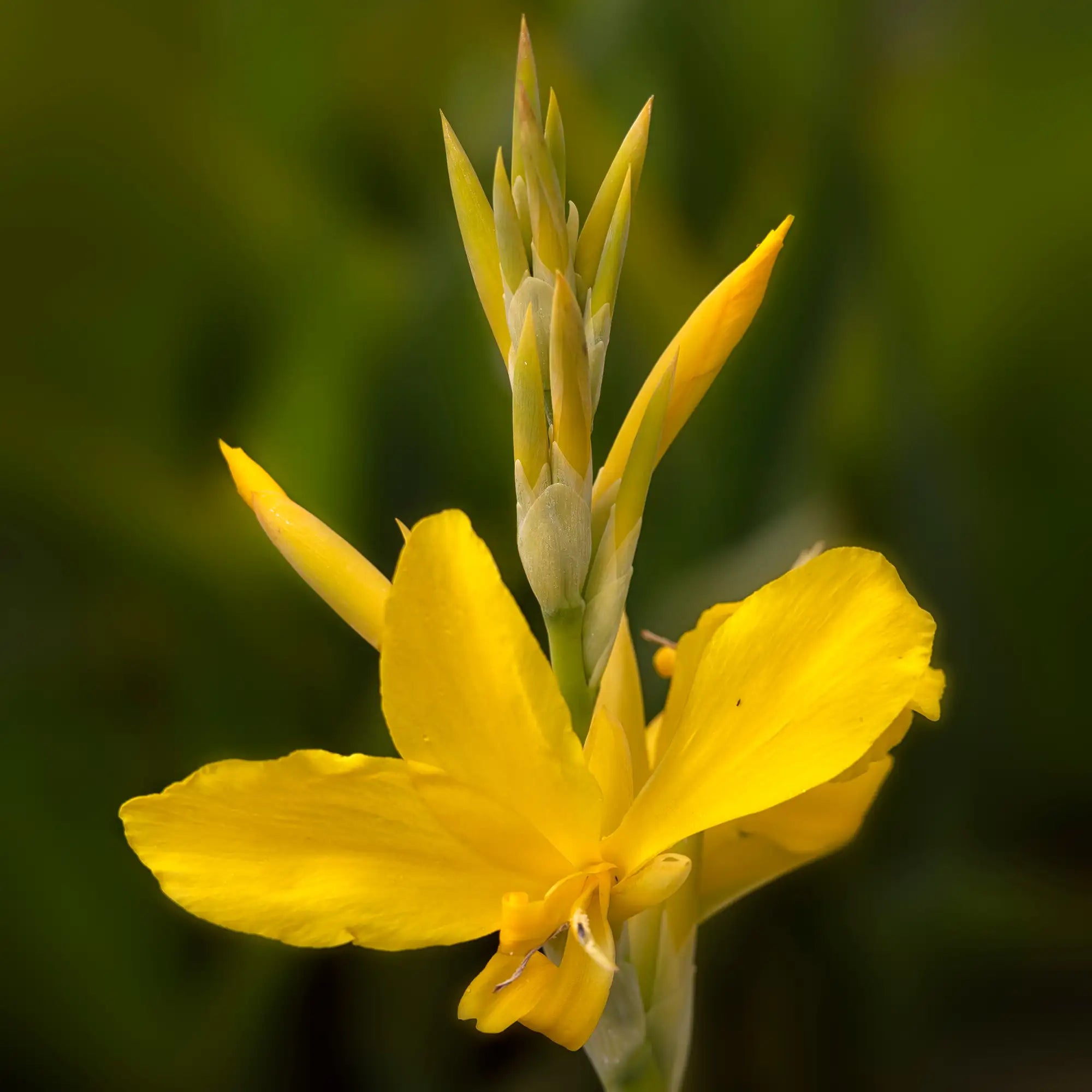 Yellow bloom of the water Canna Lily Ra