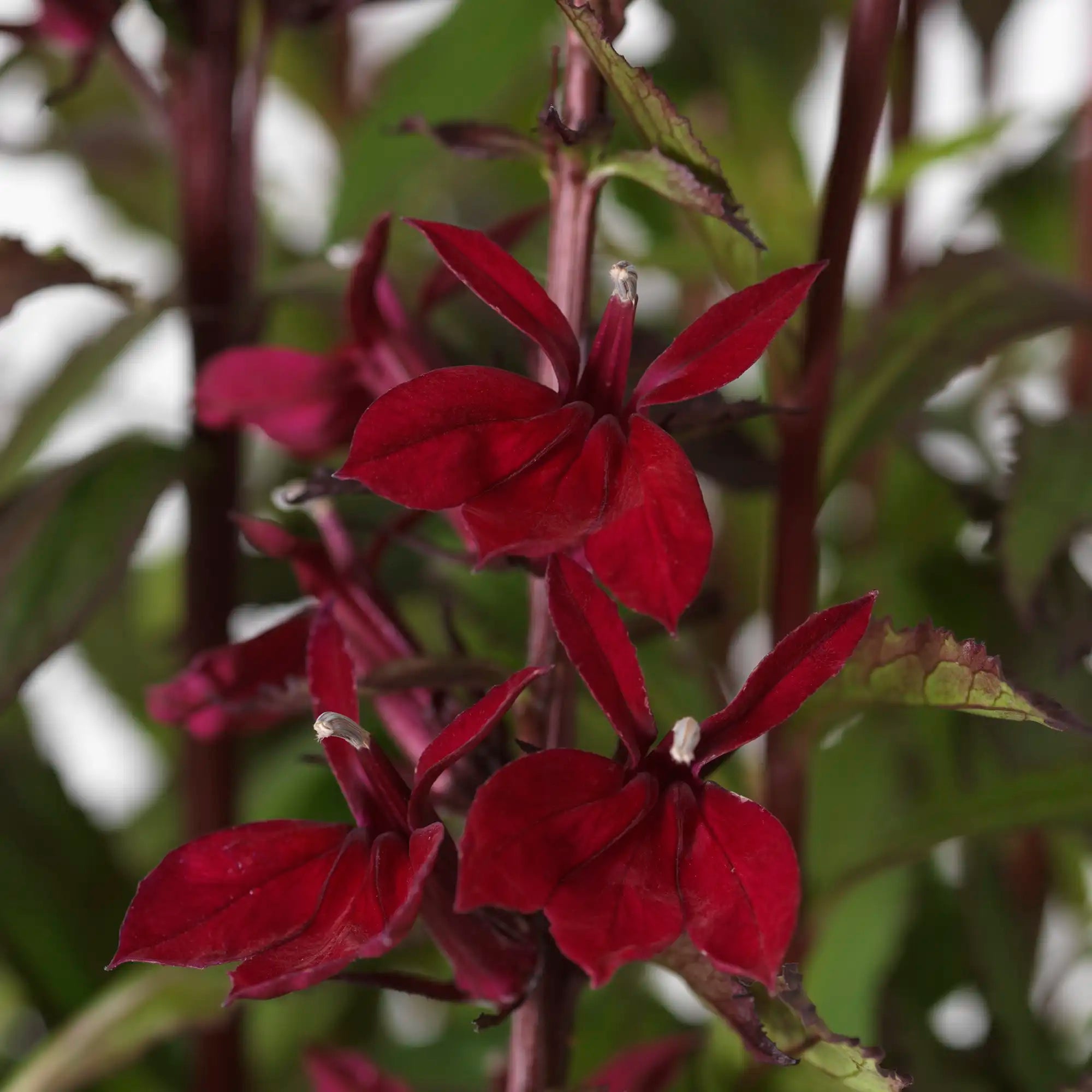 Cardinal Flower Starship™ 'Burgundy'