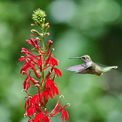 Cardinal Flower Lobelia cardinalis red flowers being visited by a hummingbird