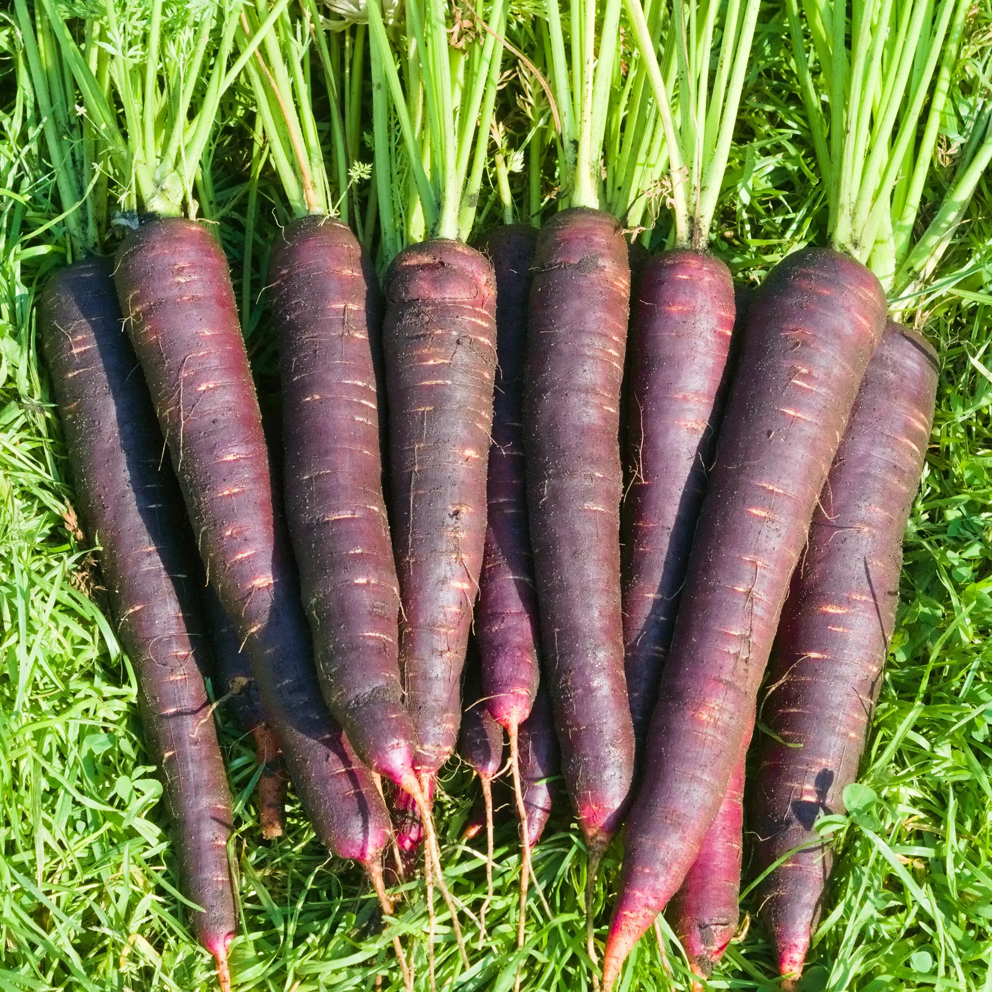 Carrot 'Deep Purple'