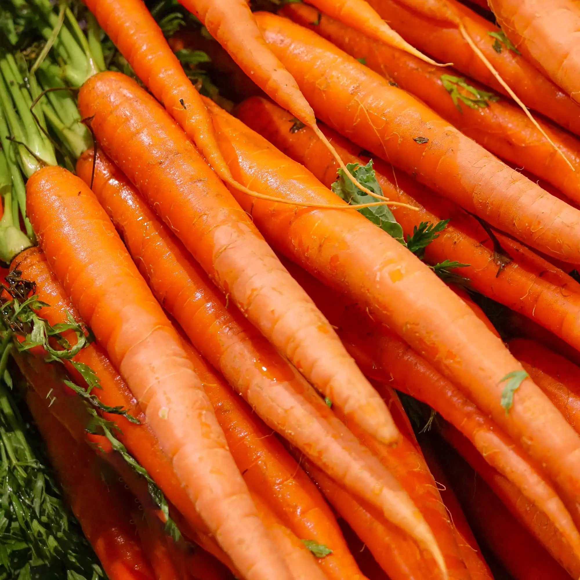 Carrot 'Sugarsnax'