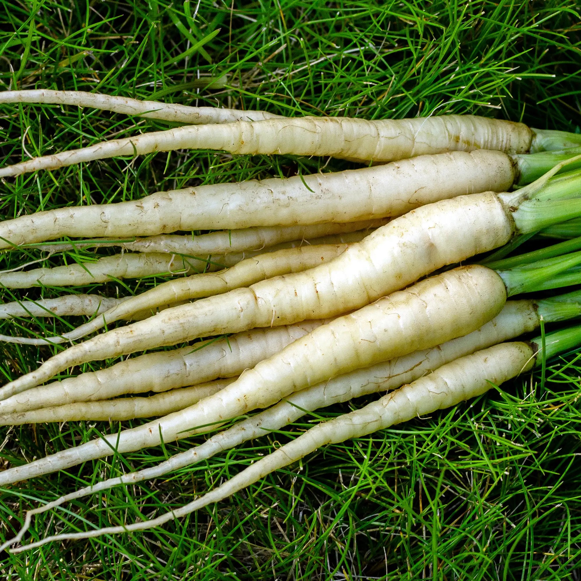 Carrot 'White Satin'