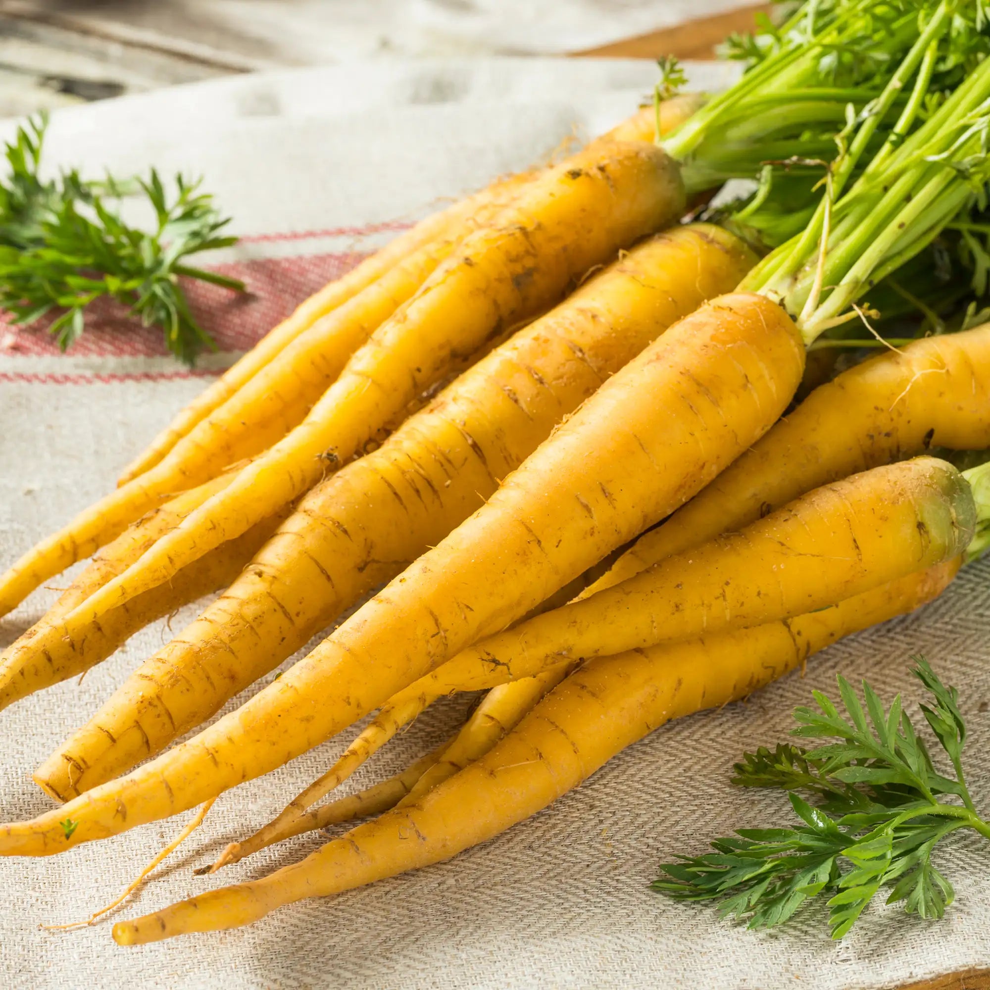 Carrot 'Yellowstone'