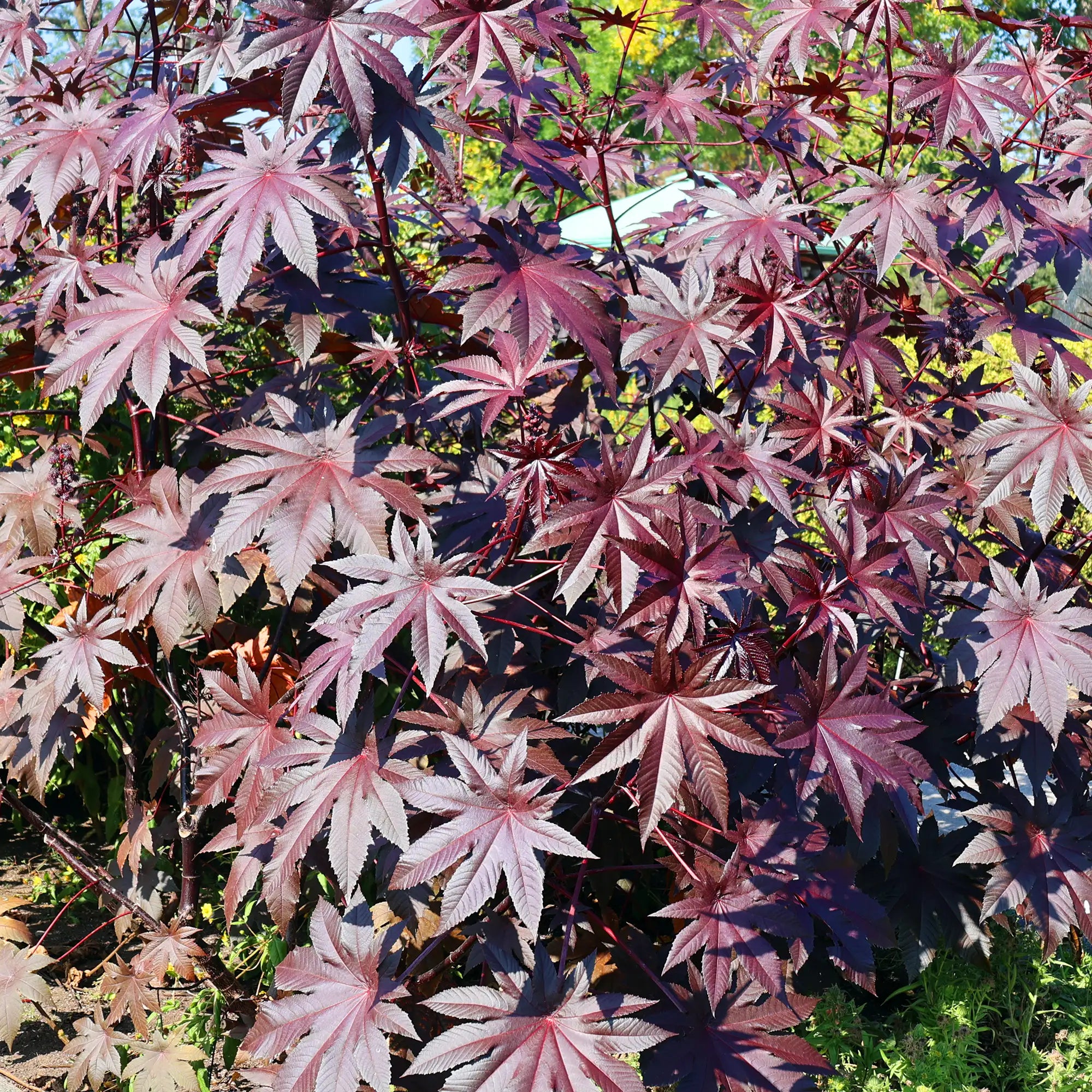 Castor Bean 'Red'
