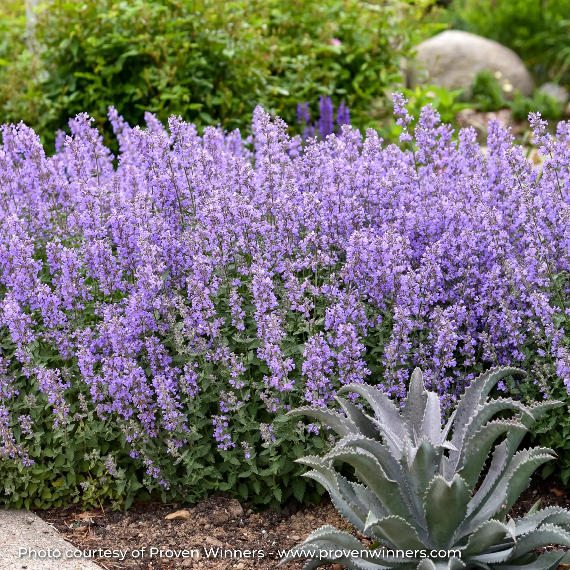 Light Purple Catmint in a garden