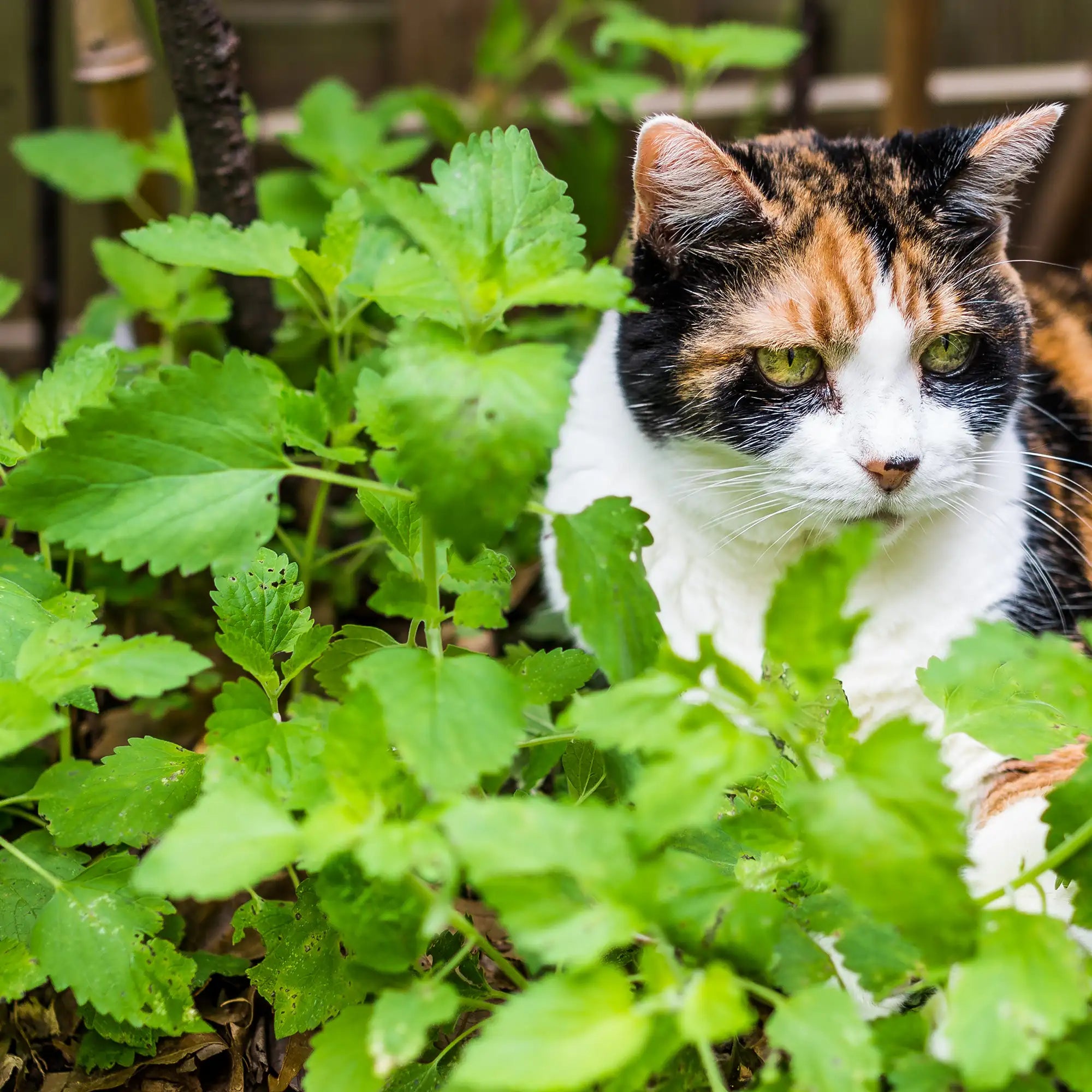 Catnip