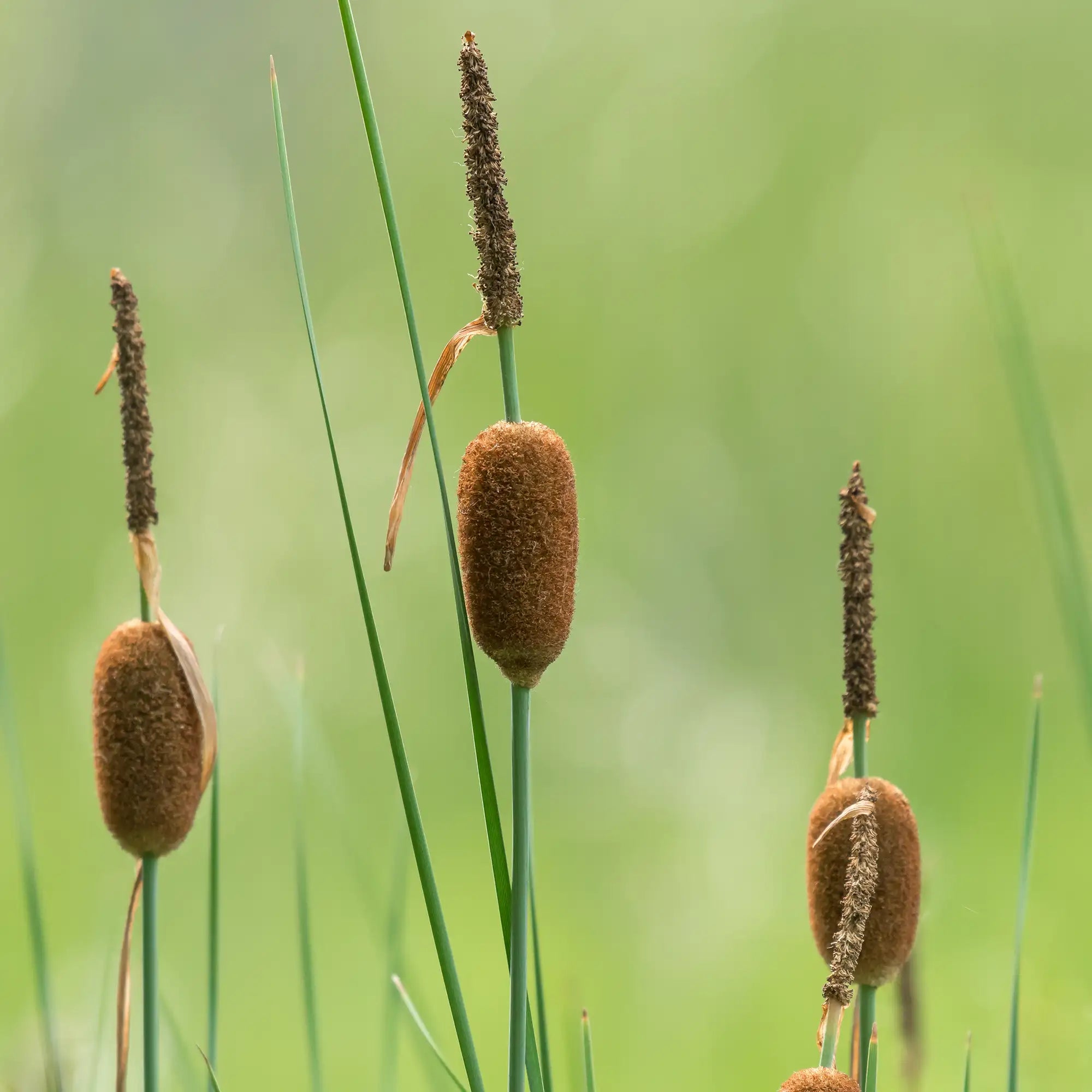 Miniature cattail with seed heads