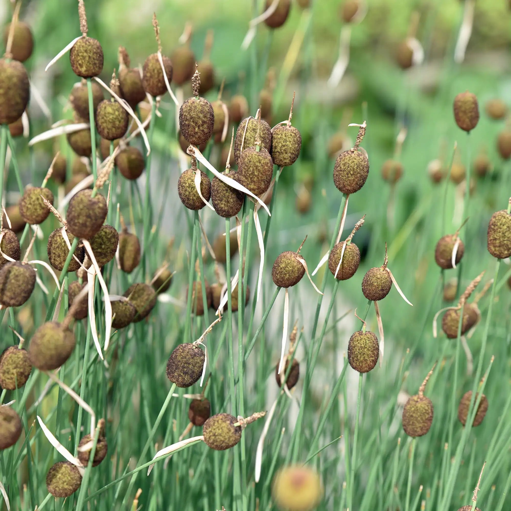 Miniature cattail with brown seed heads