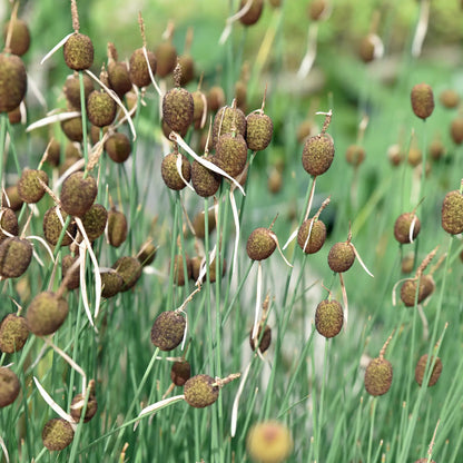 Miniature cattail with brown seed heads