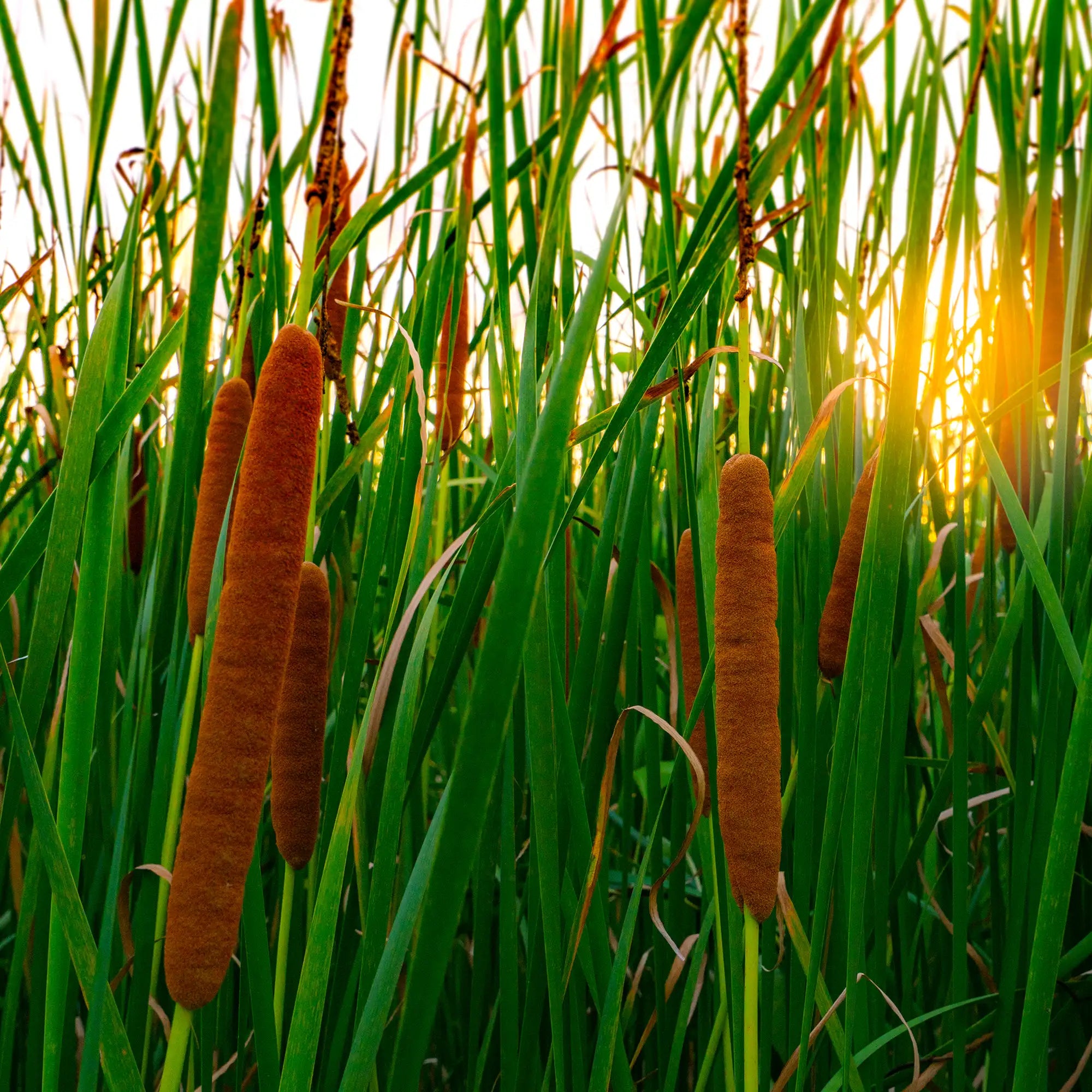 Slender cattail with brown seed heads