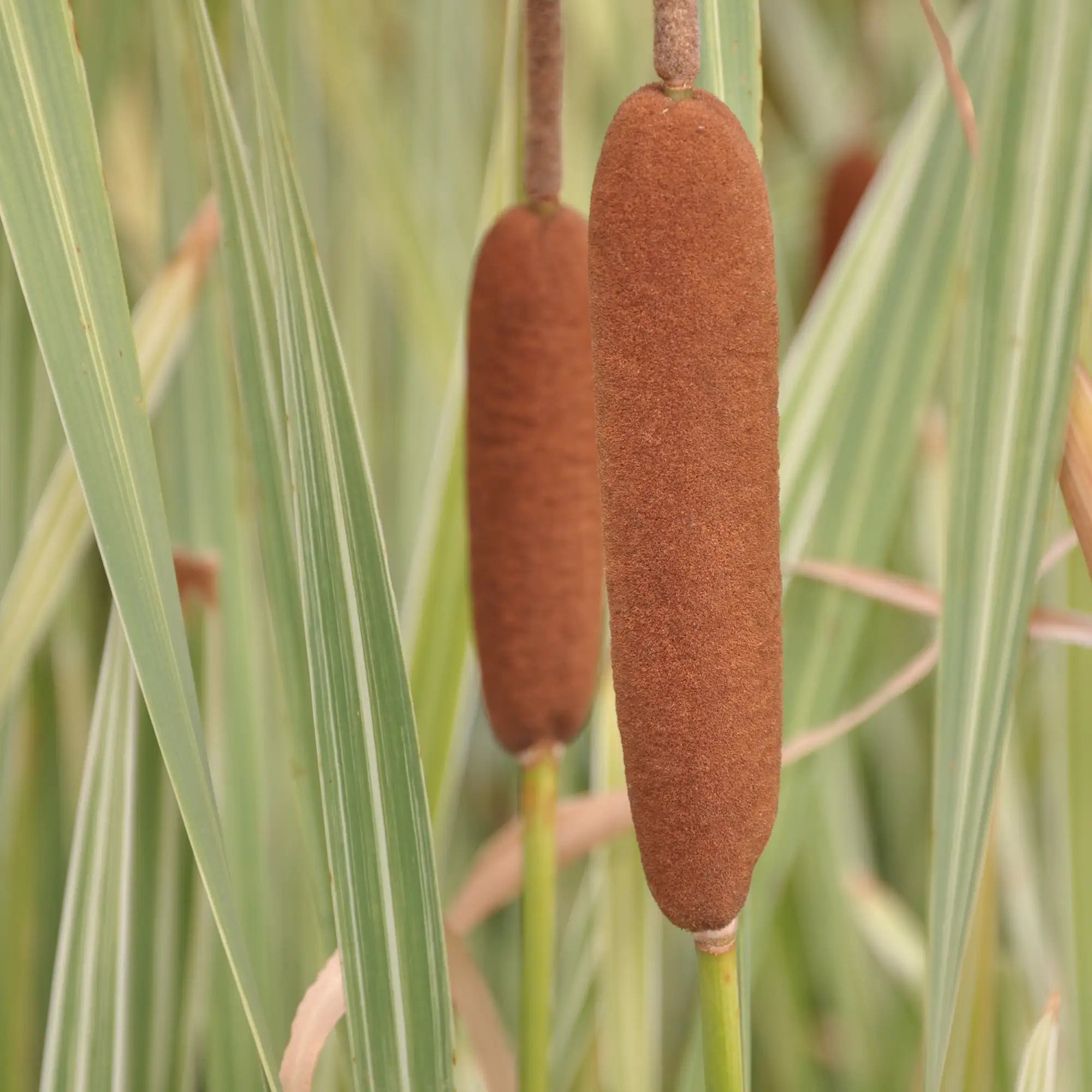 Variegated Cattail with brown seed heads