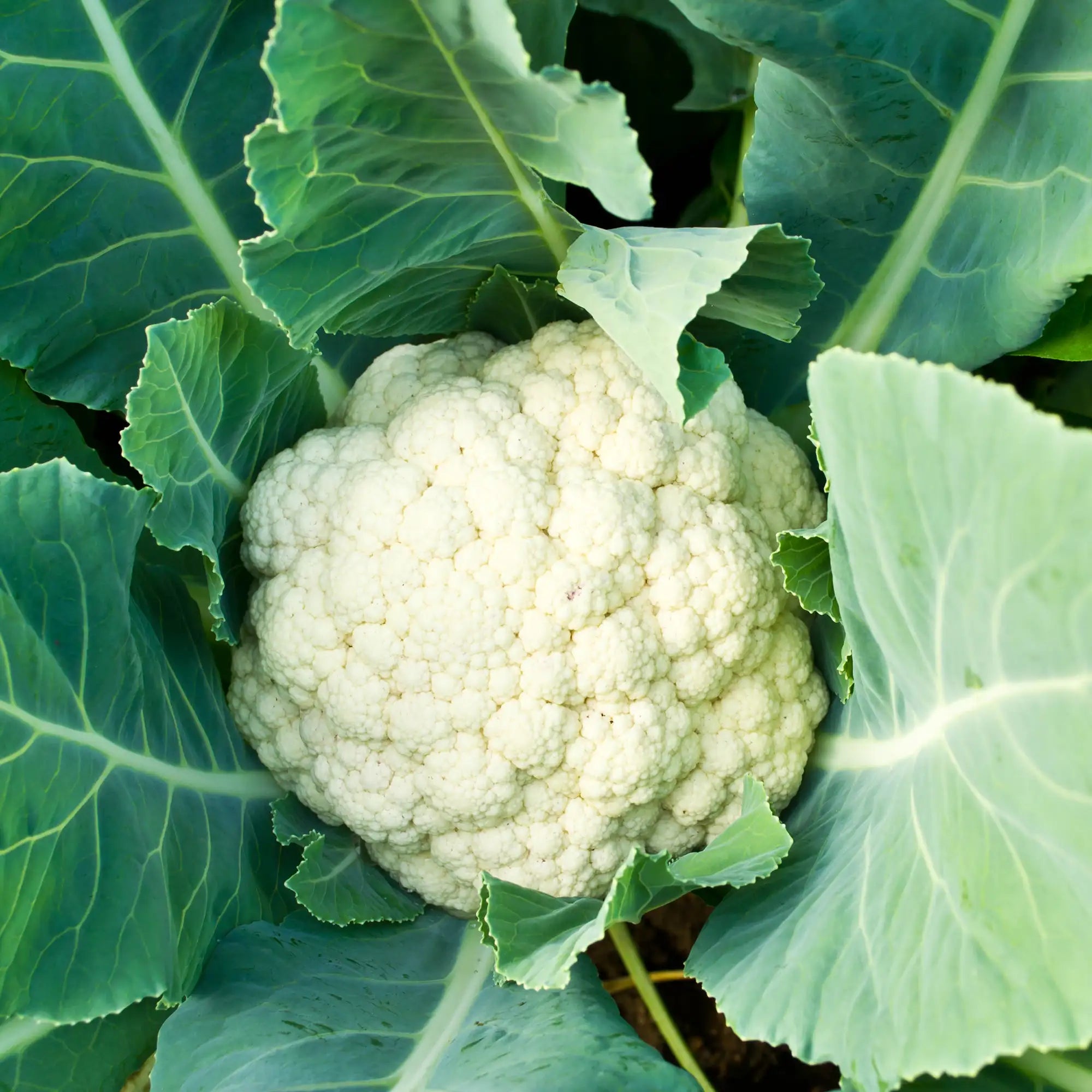 Cauliflower