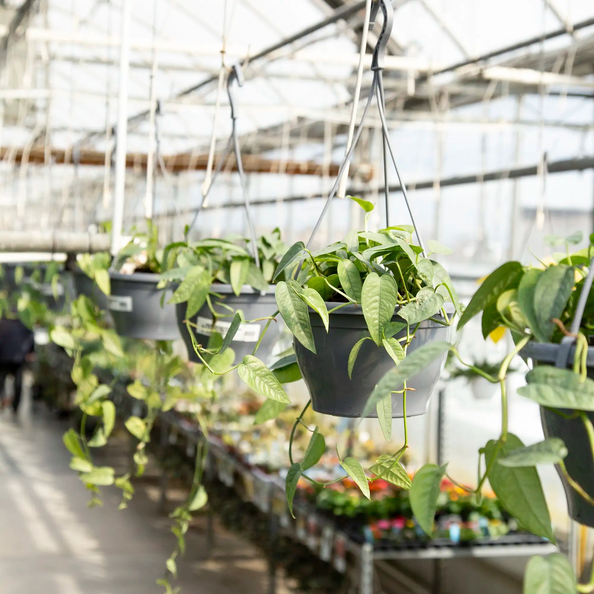 Pothos 'Cebu Blue'
