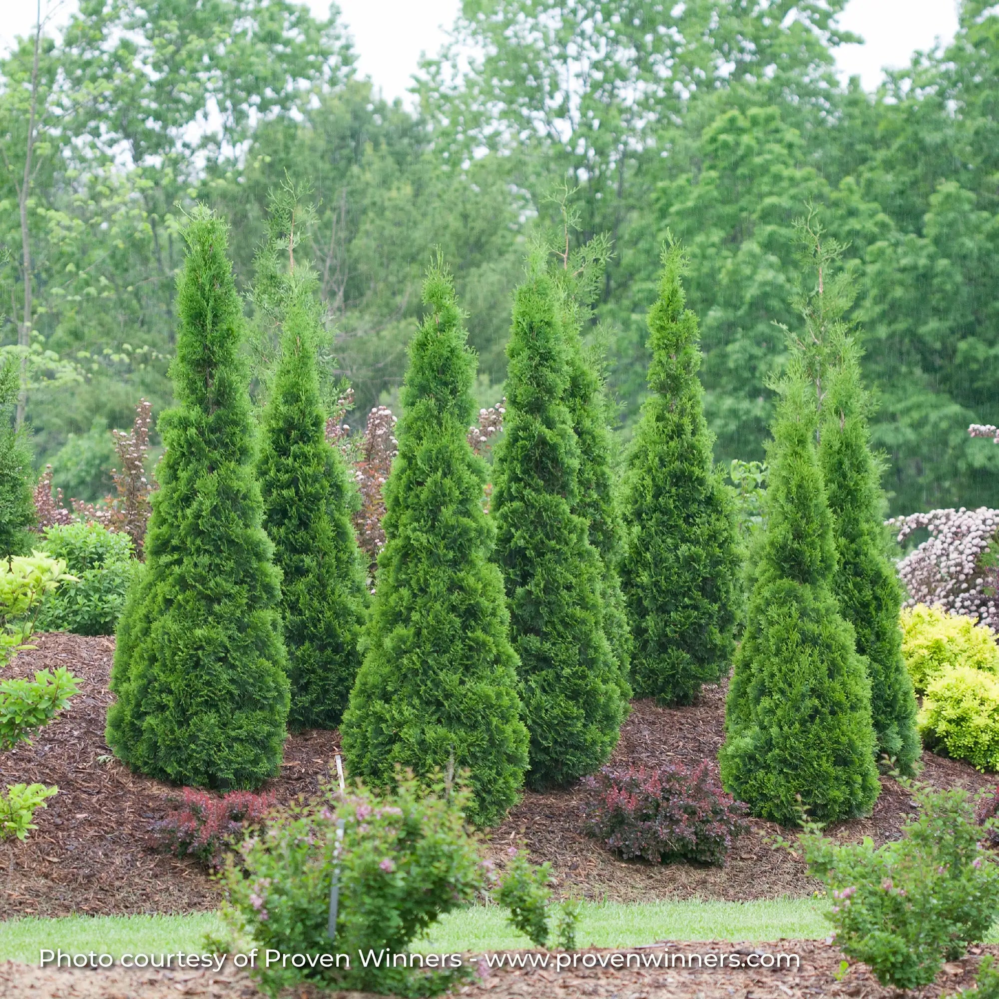 Cedar 'North Pole®'