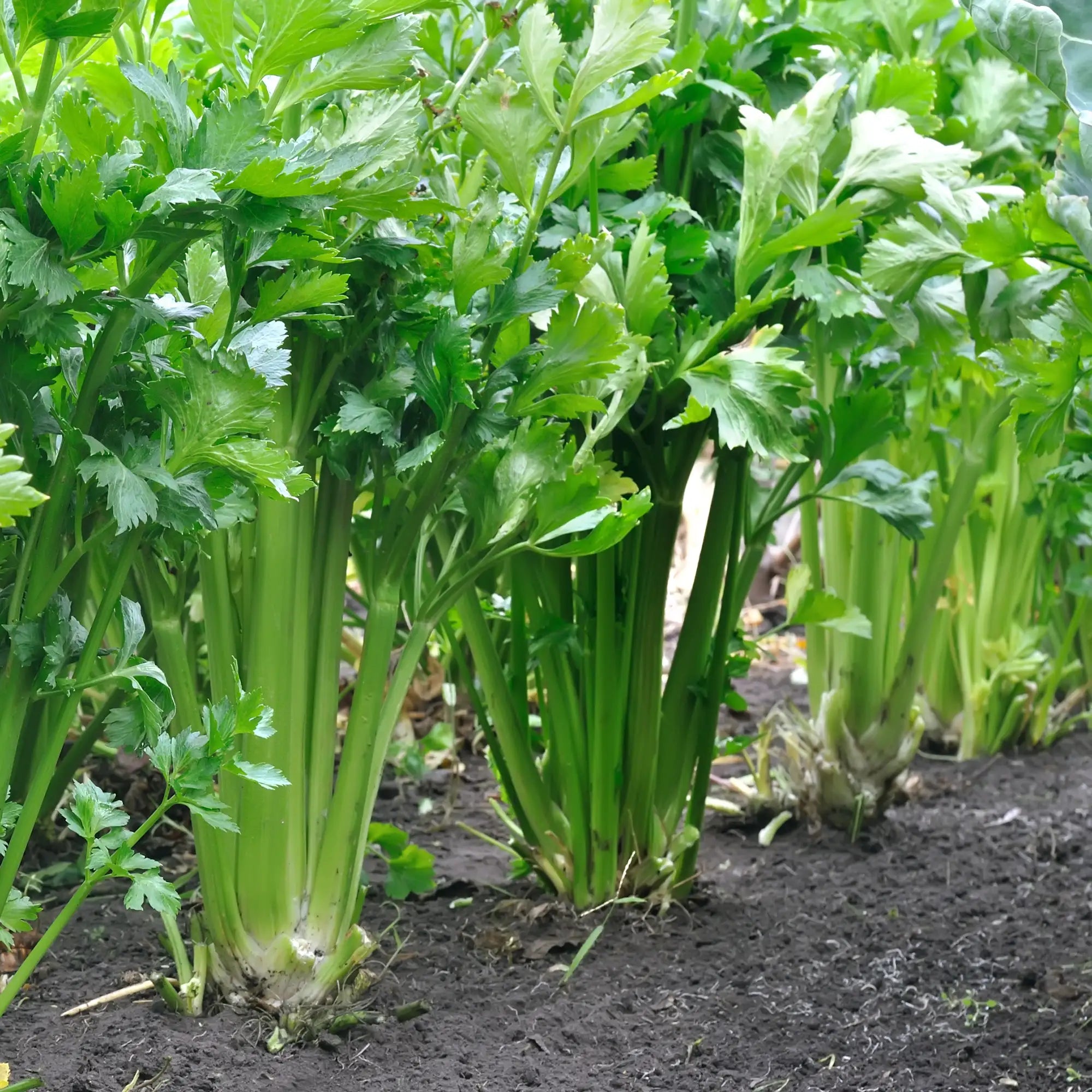 Celery