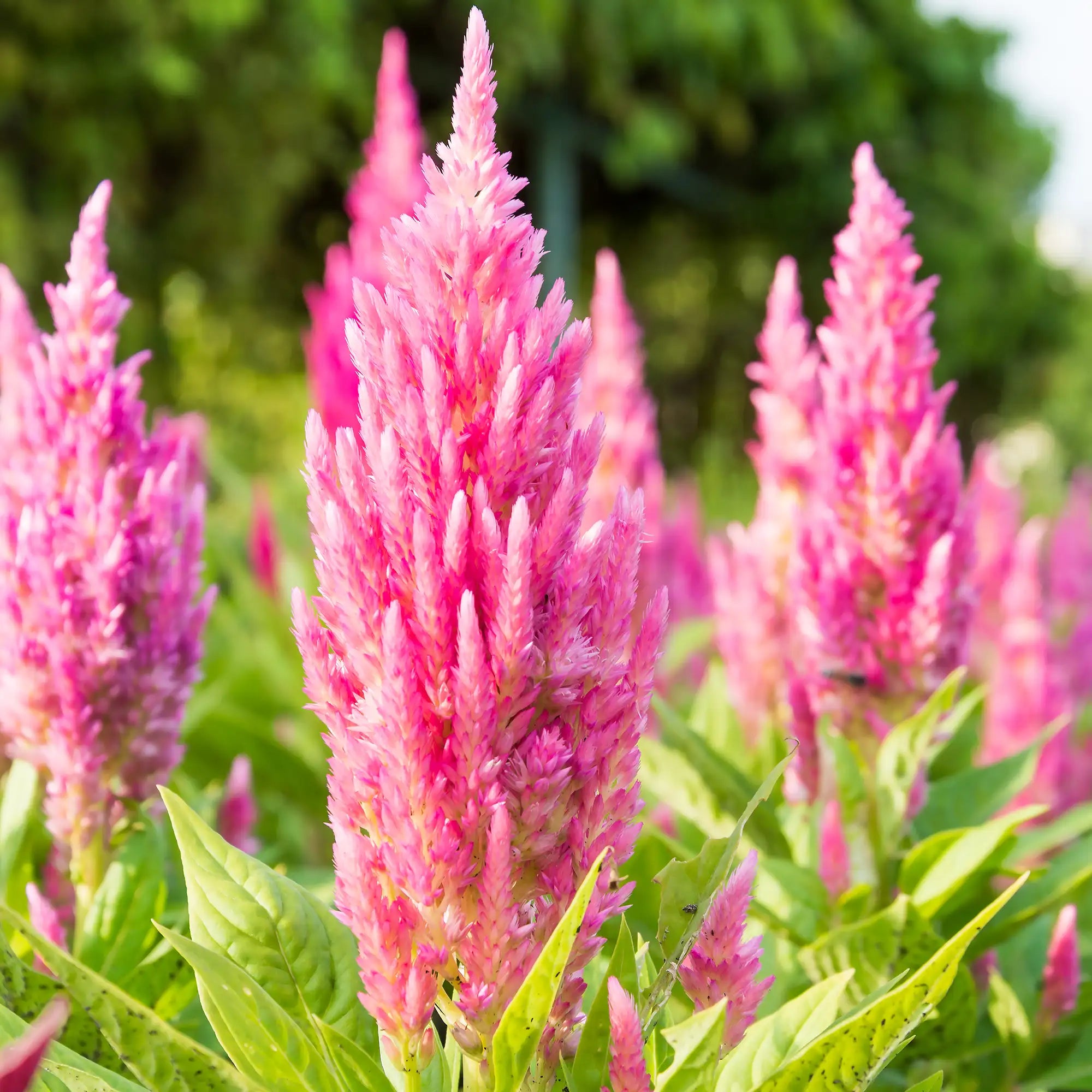 Celosia 'Castle™ Pink'