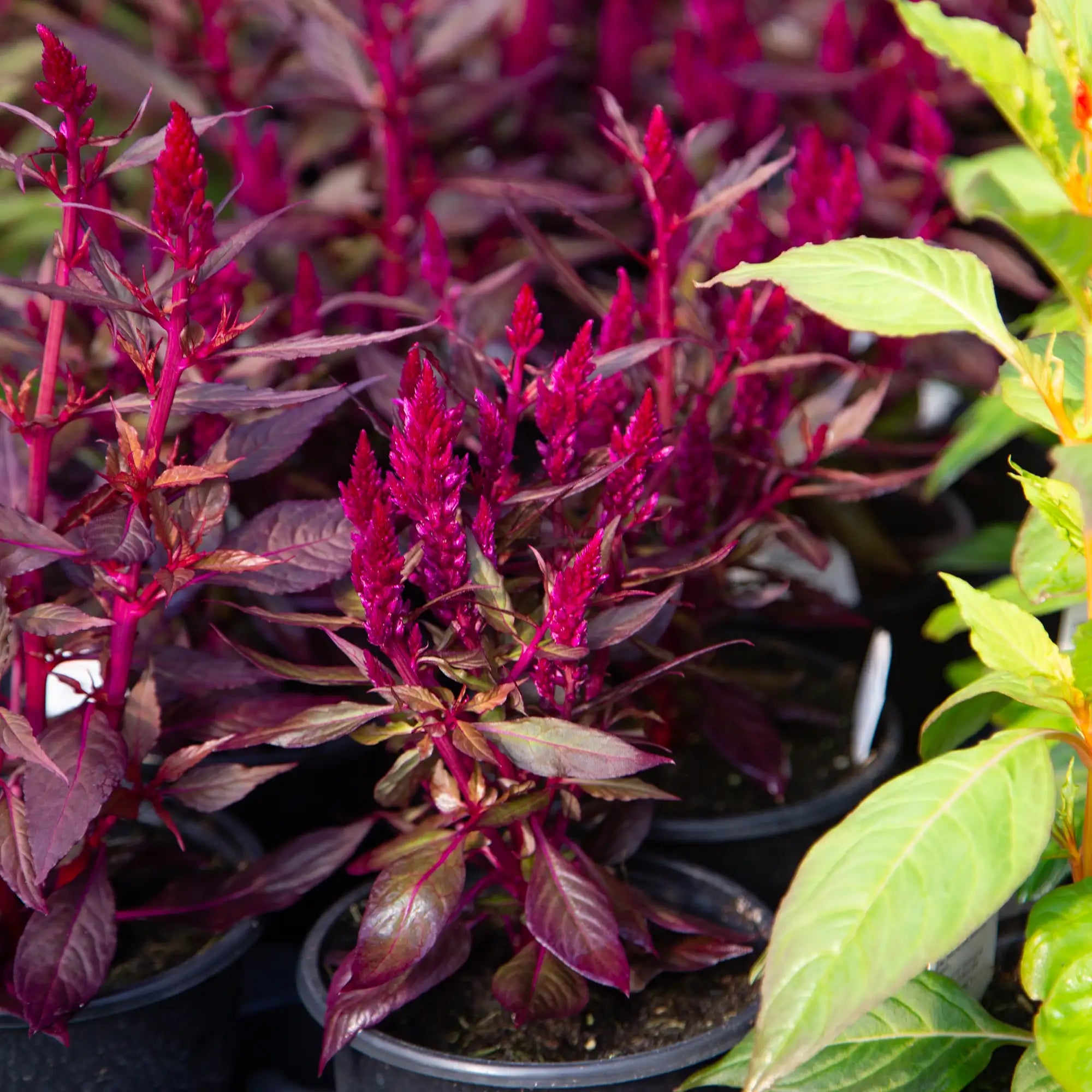 Celosia 'Kelos™ Fire Purple'