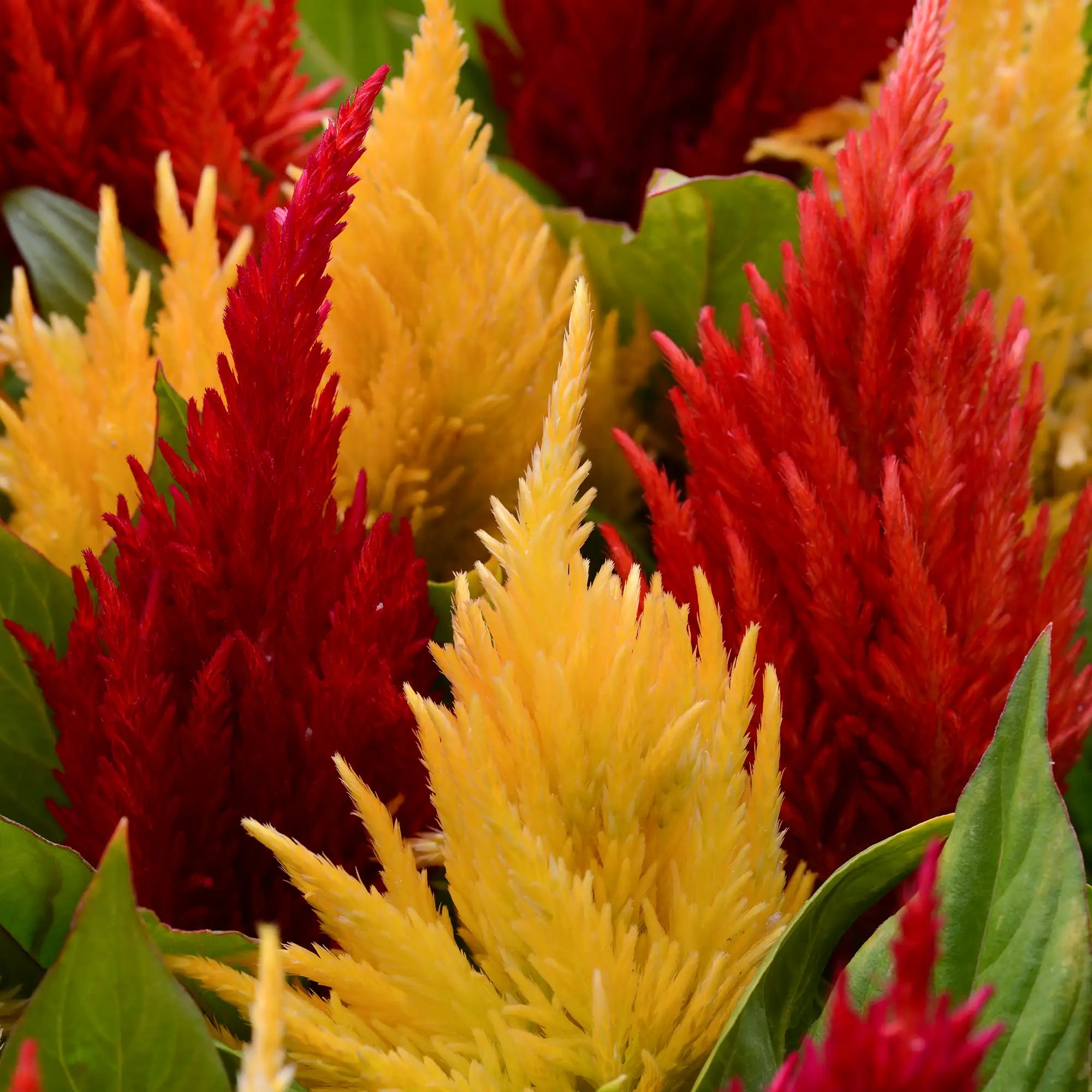 Celosia 'First Flame™ Mix'