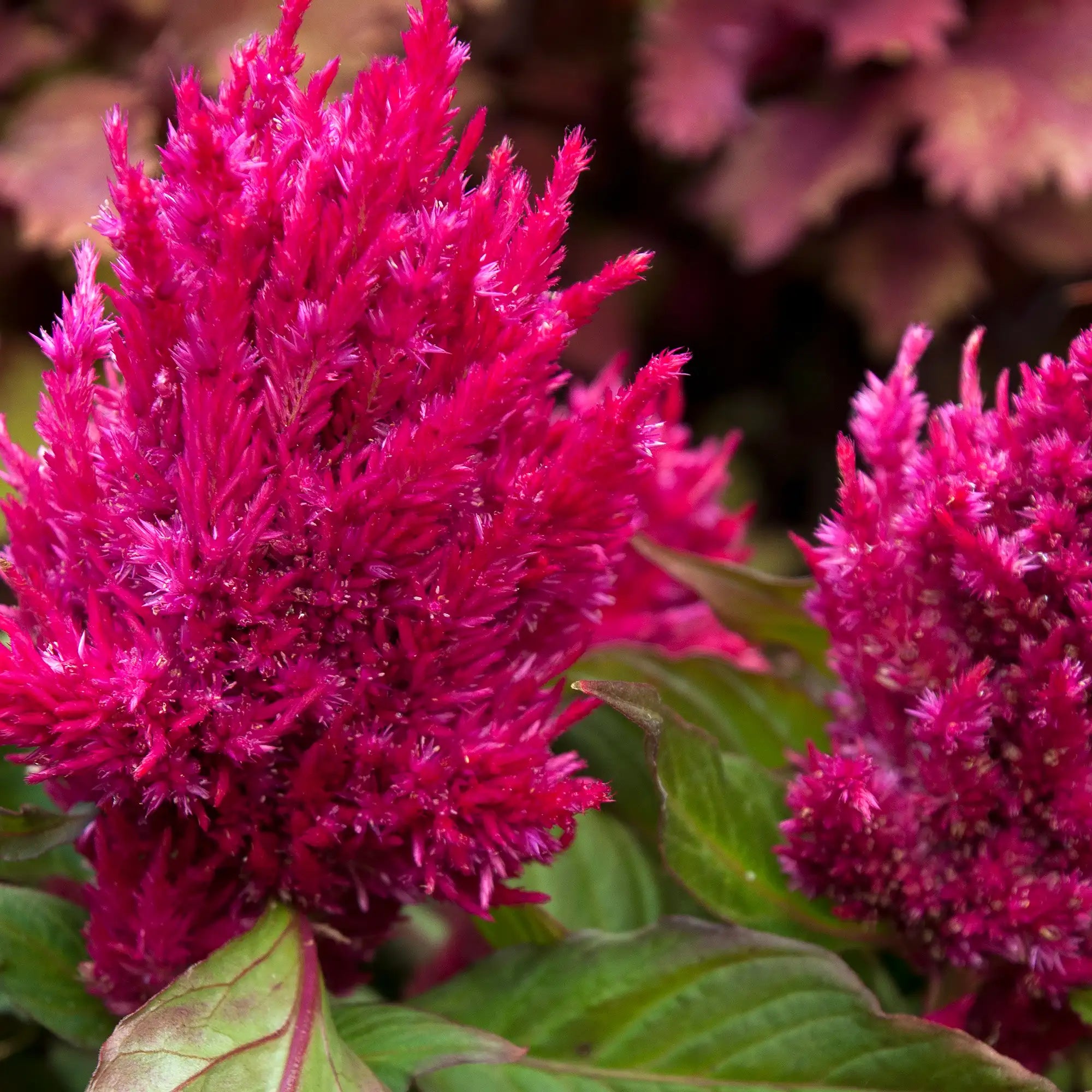 Celosia 'First Flame™ Purple'