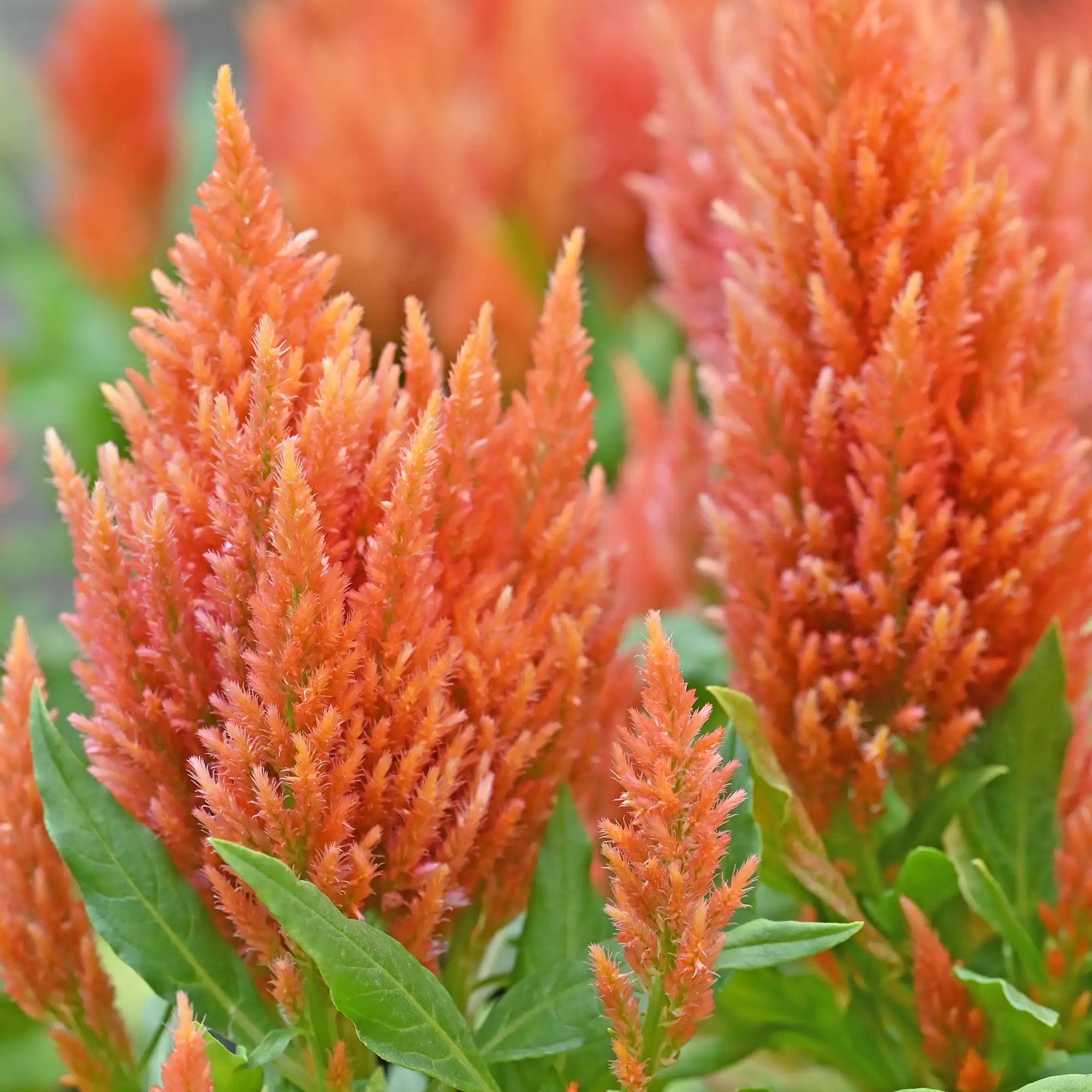 Celosia 'Fresh Look Orange'