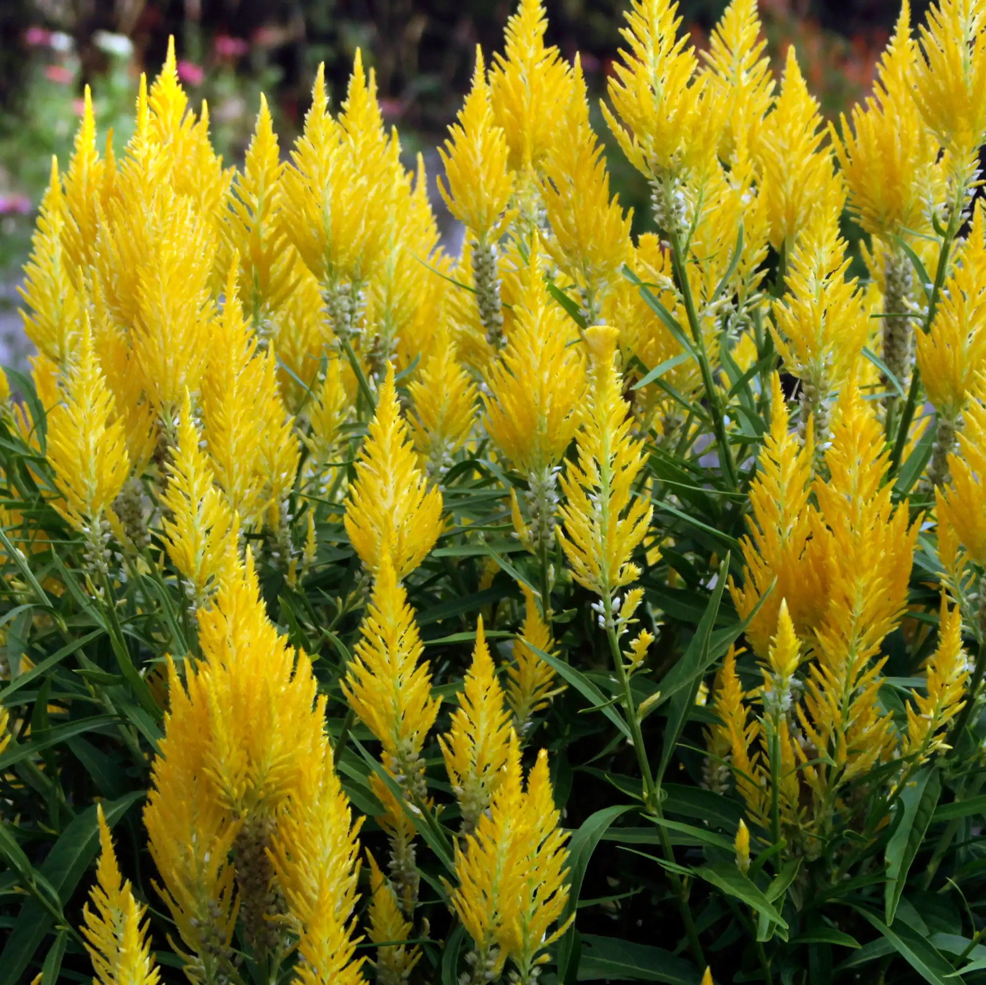 Celosia 'Fresh Look Yellow'