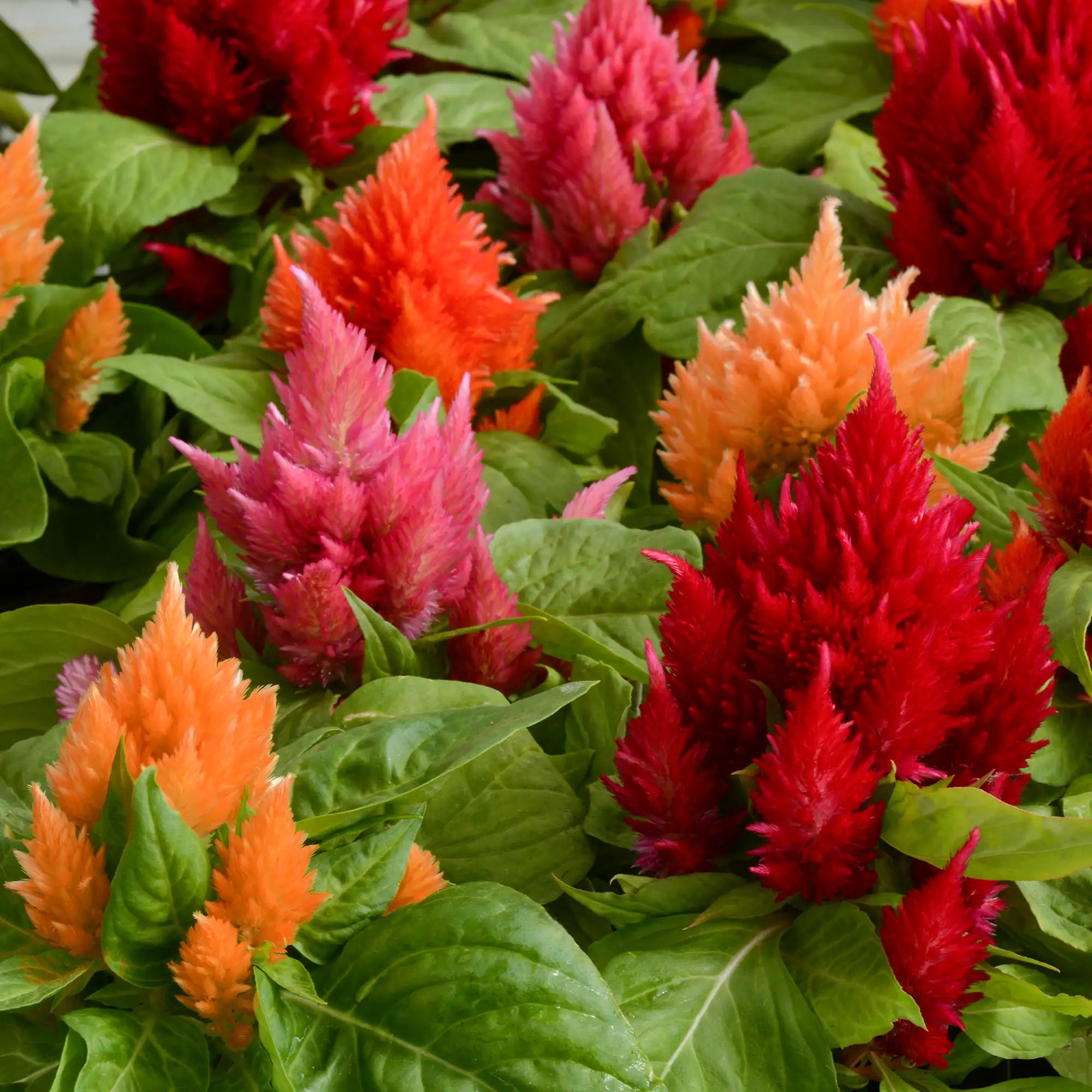 Celosia 'Ice Cream Mix'