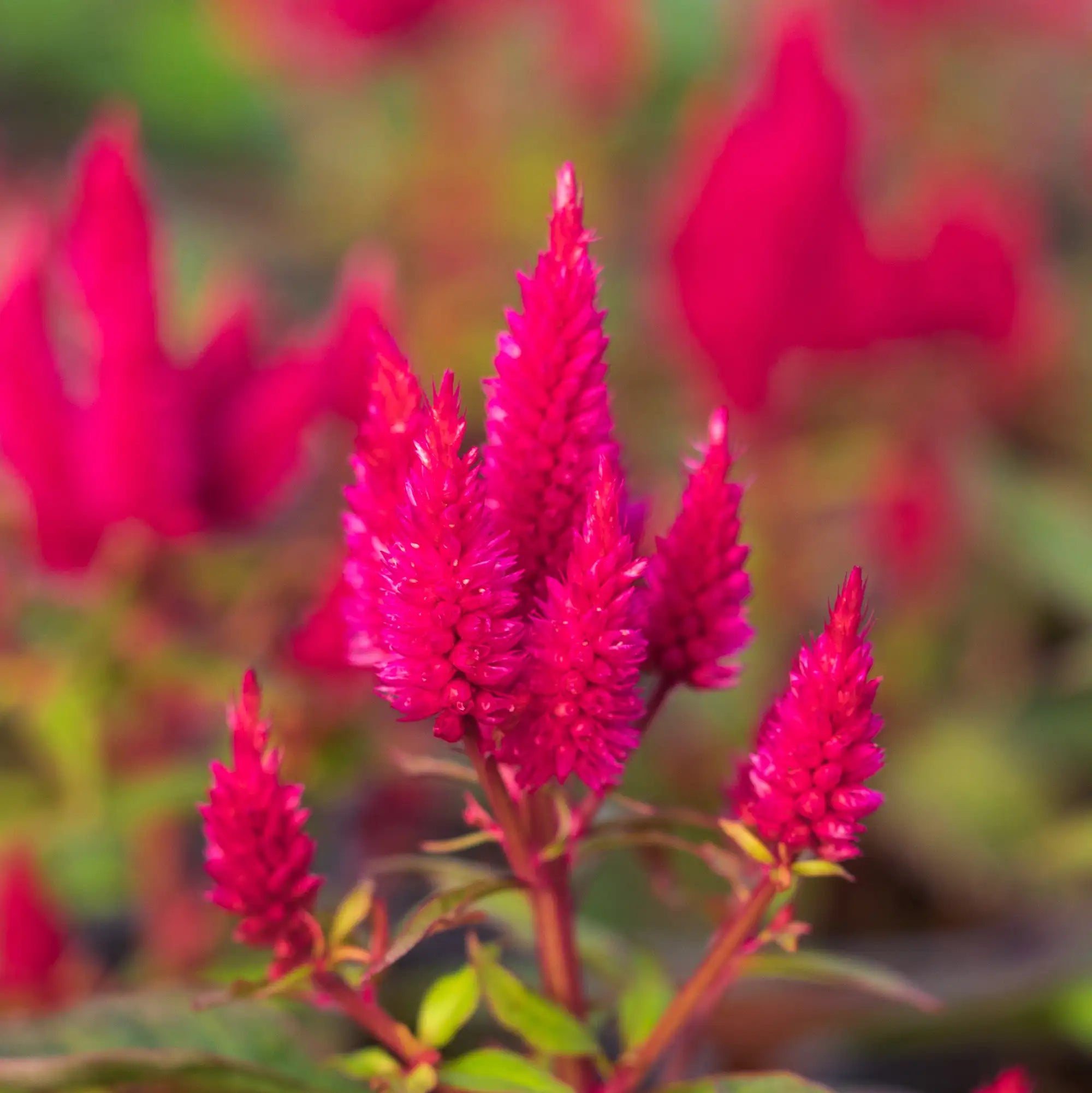 Celosia 'Kelos® Atomic Neon Pink'